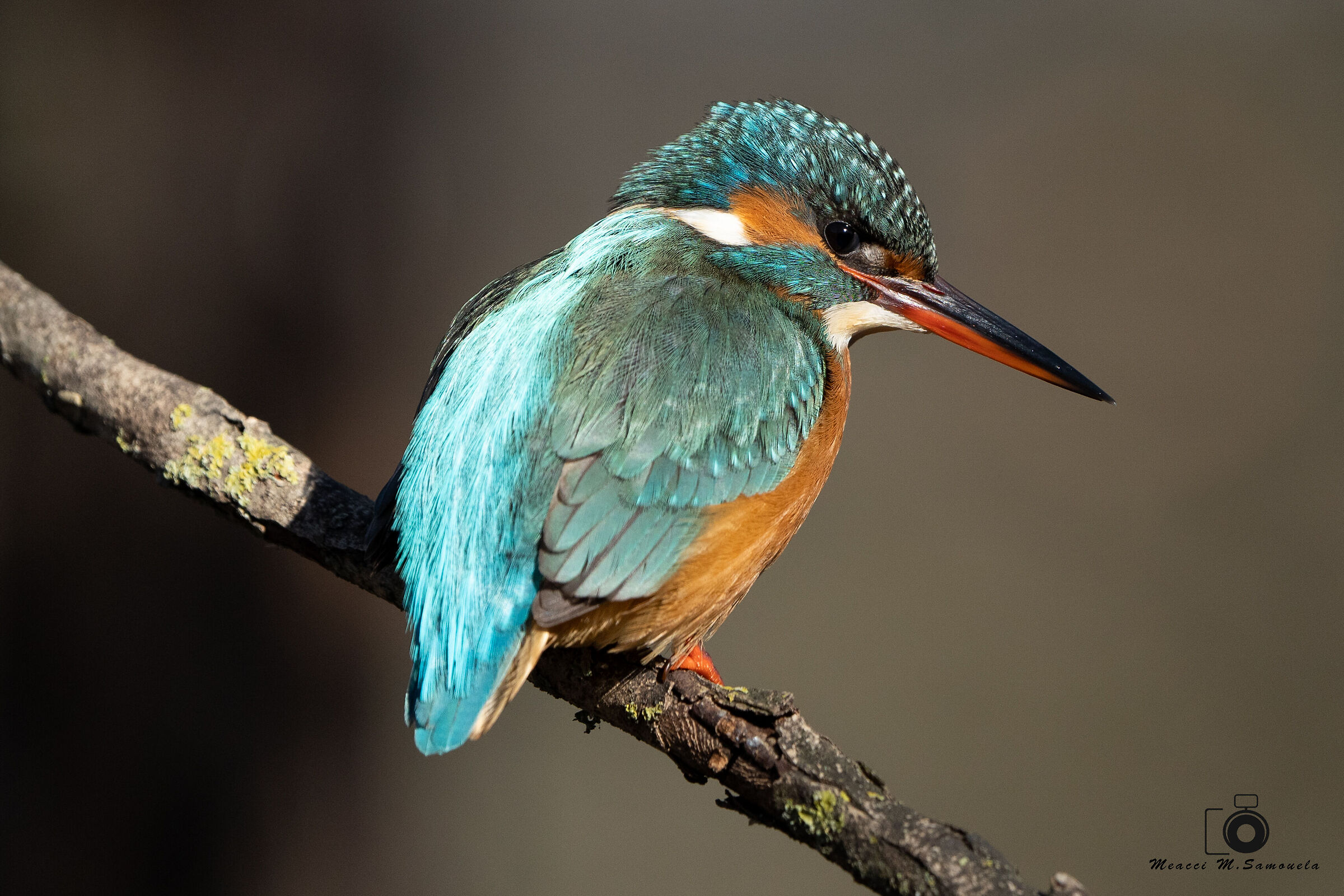 Kingfisher