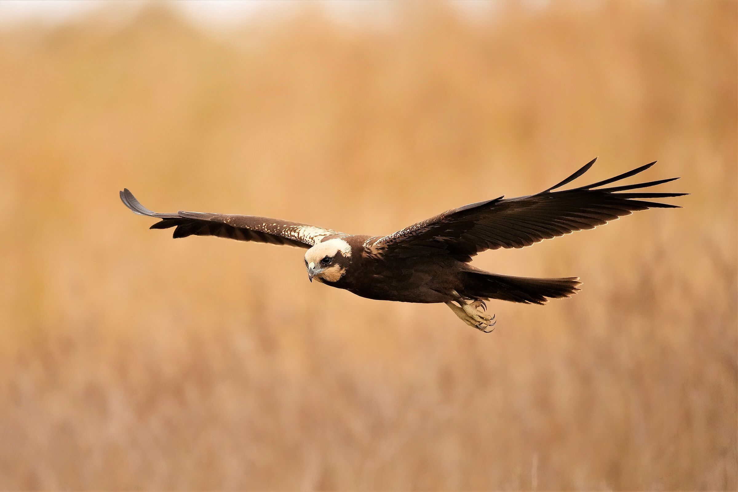 marsh harrier at dawn