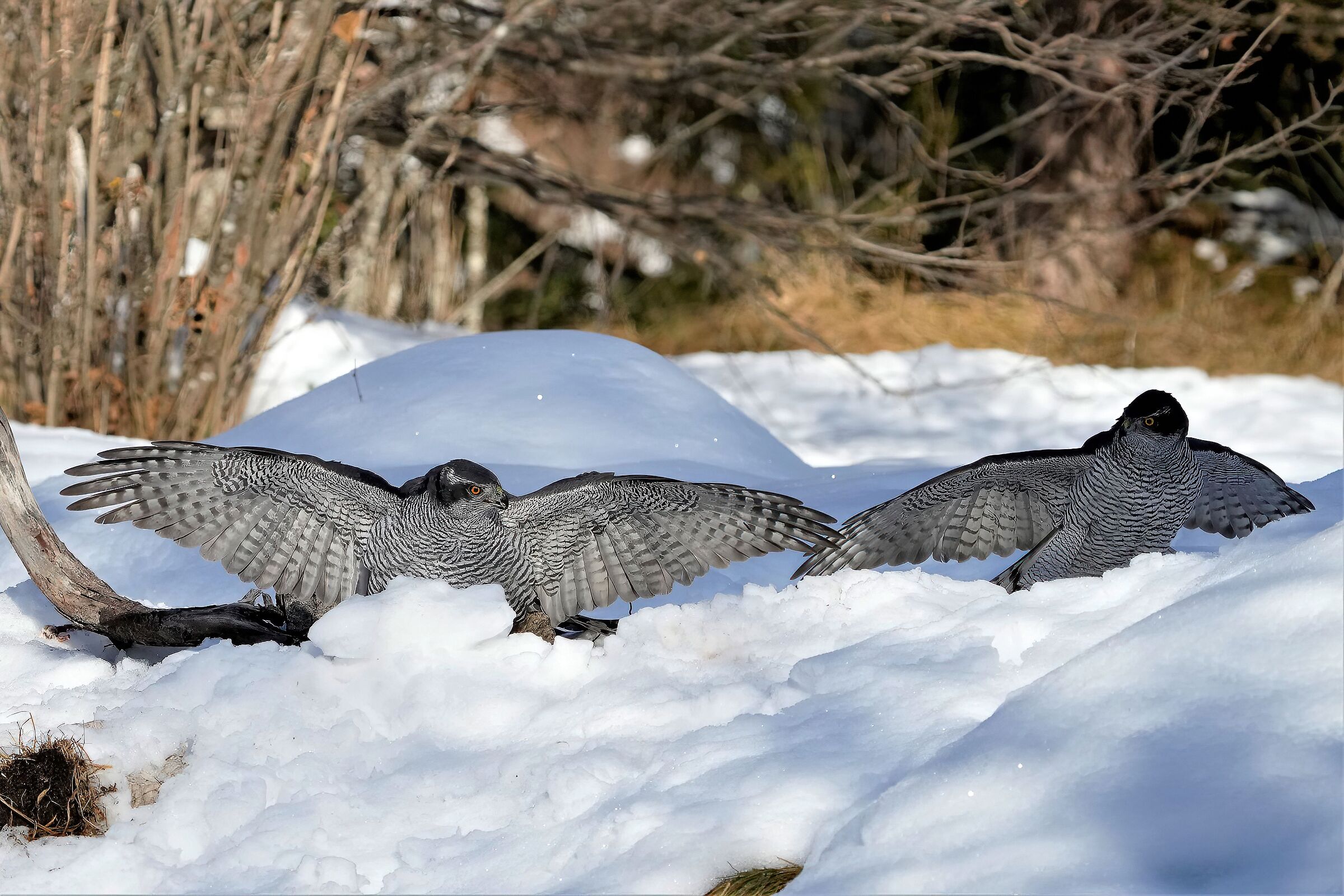 copy of adult goshawk