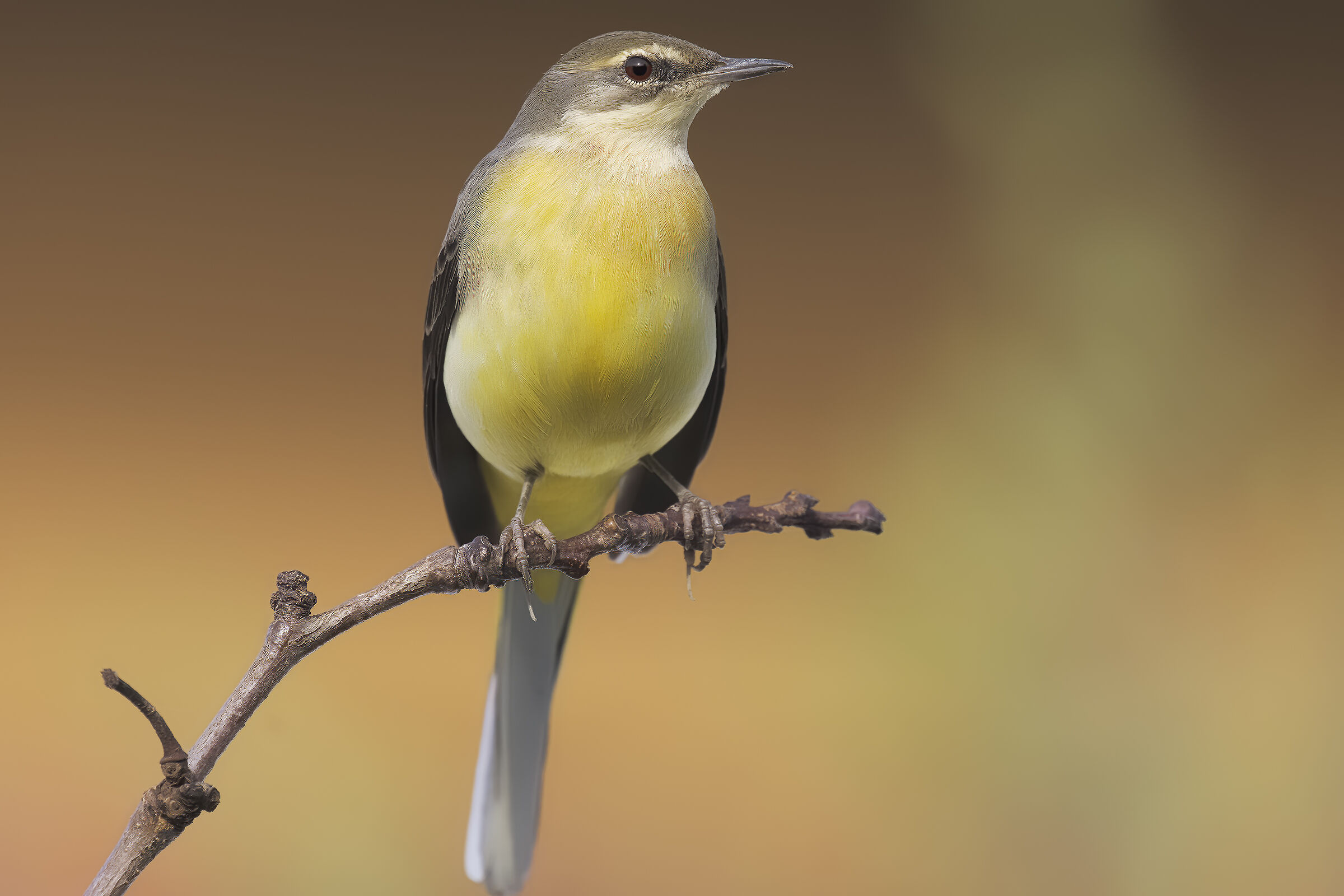 Ballerina gialla casalinga