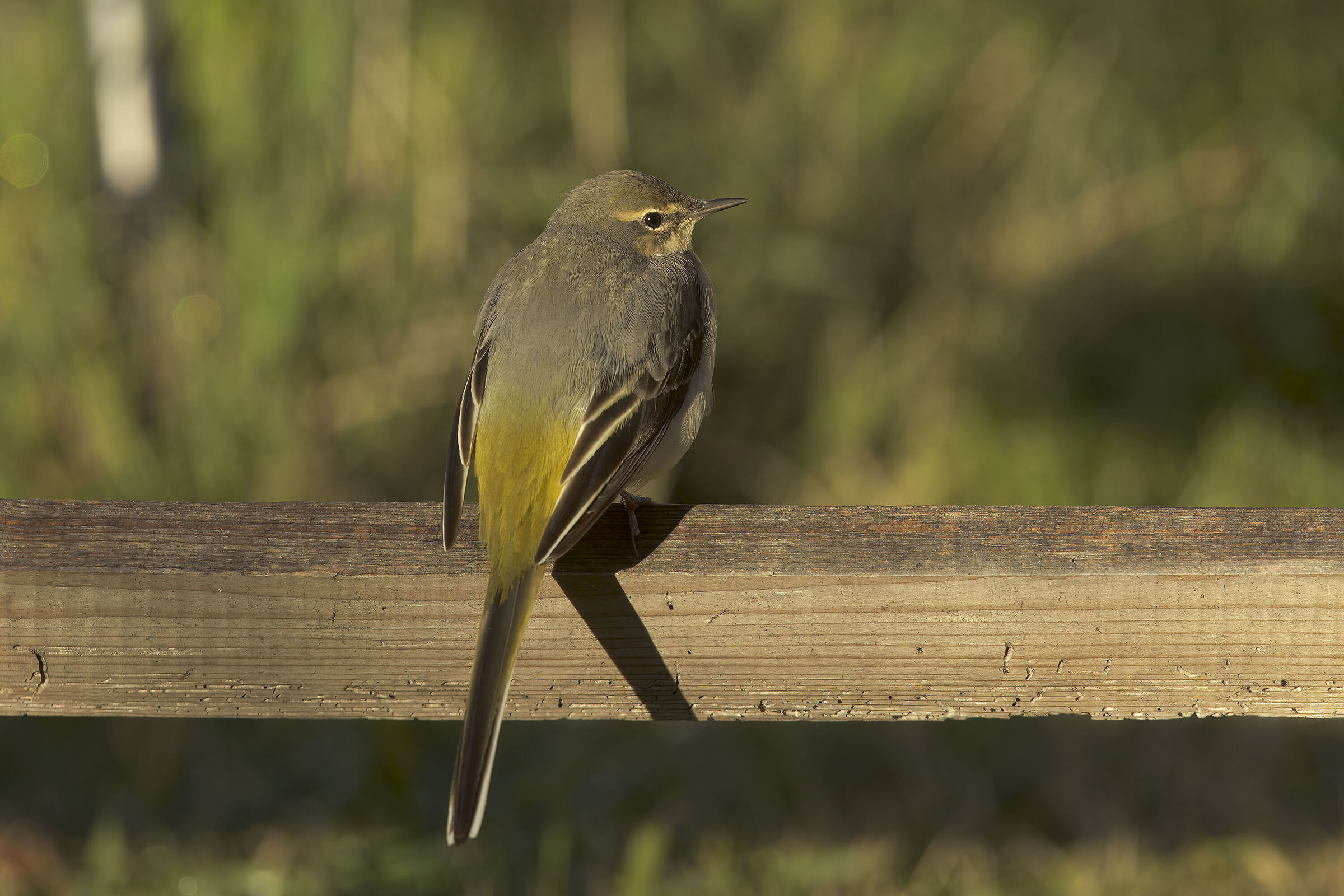 Ballerina gialla casalinga4