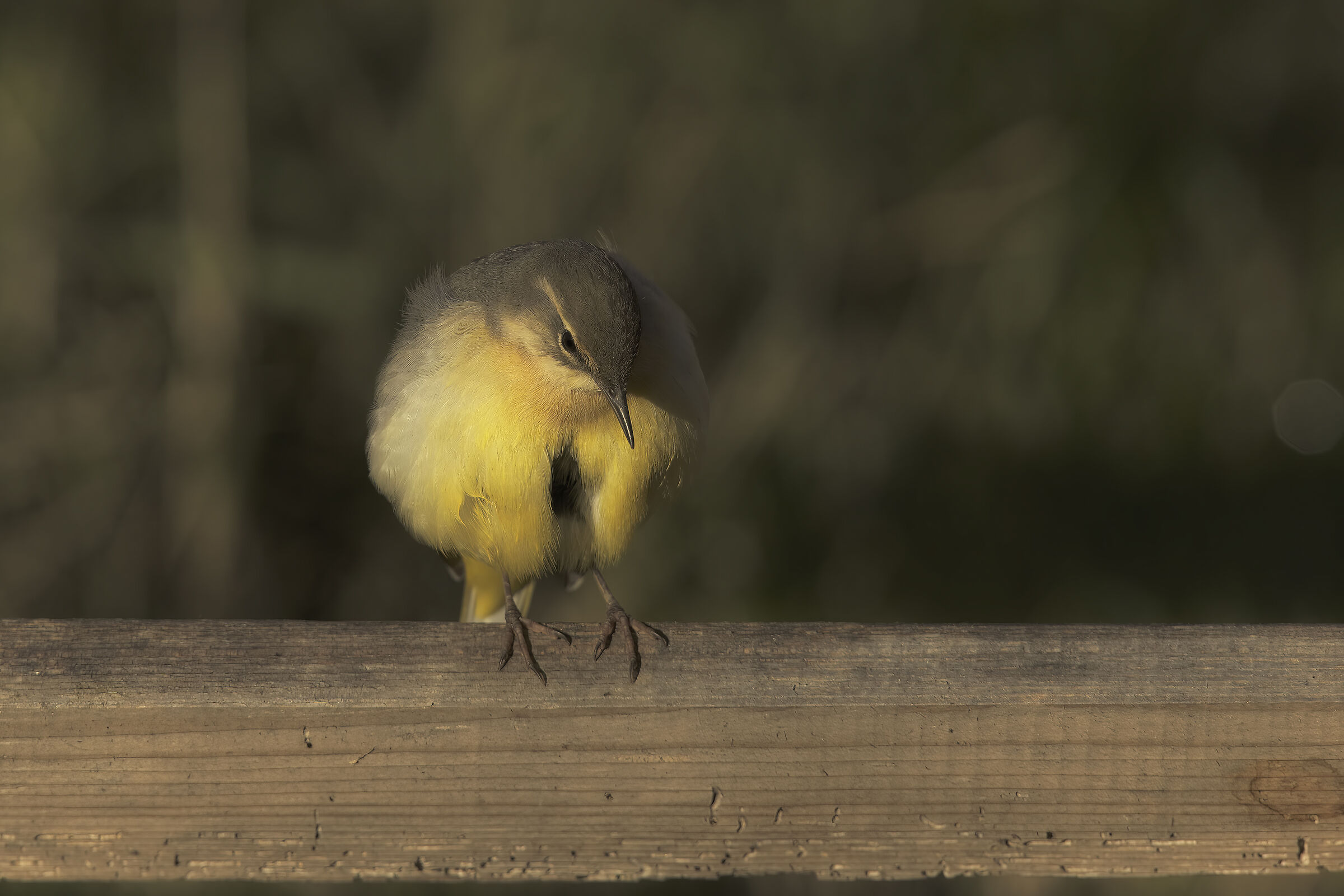 Ballerina gialla casalinga6