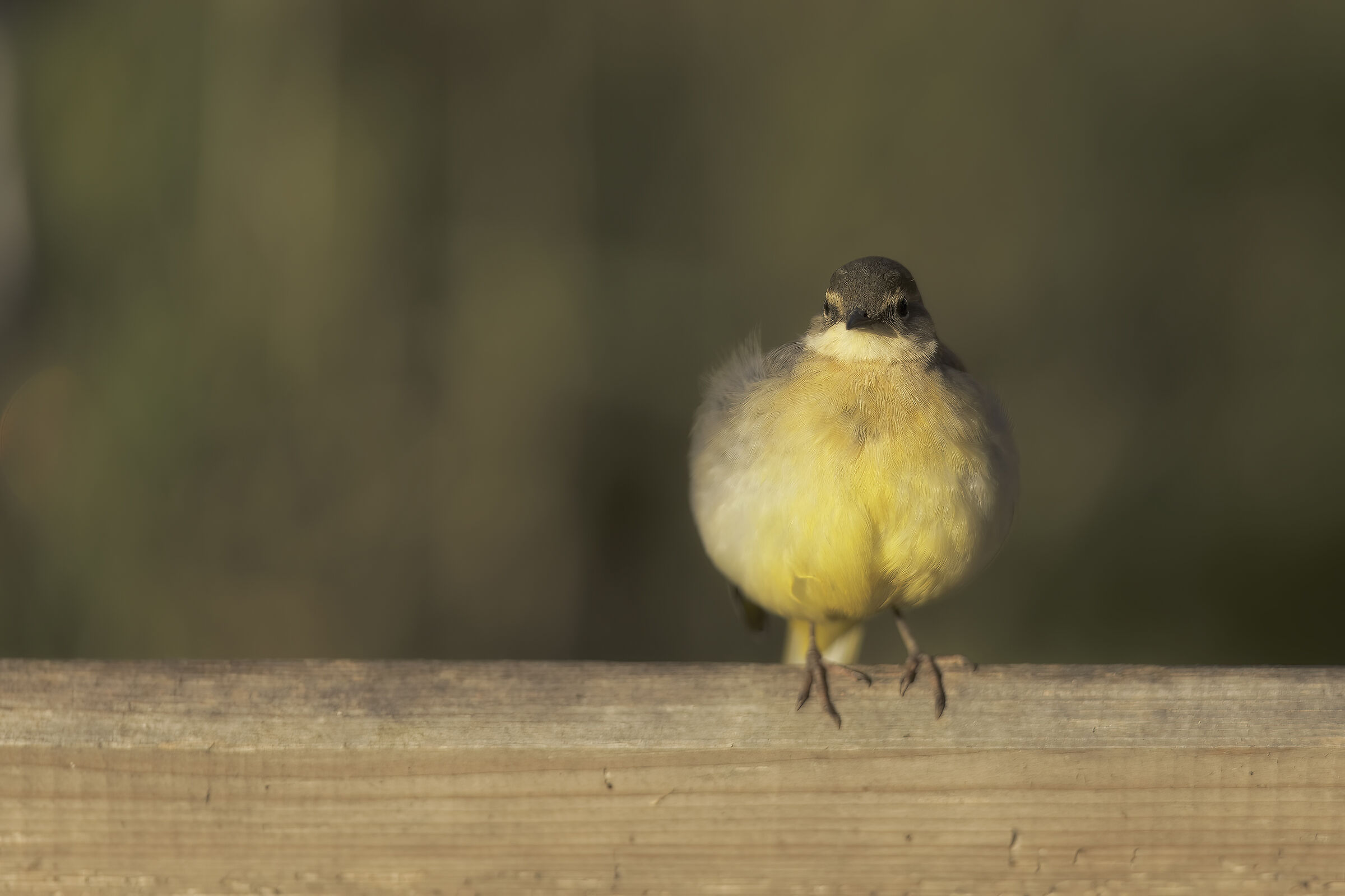 Ballerina gialla casalinga8