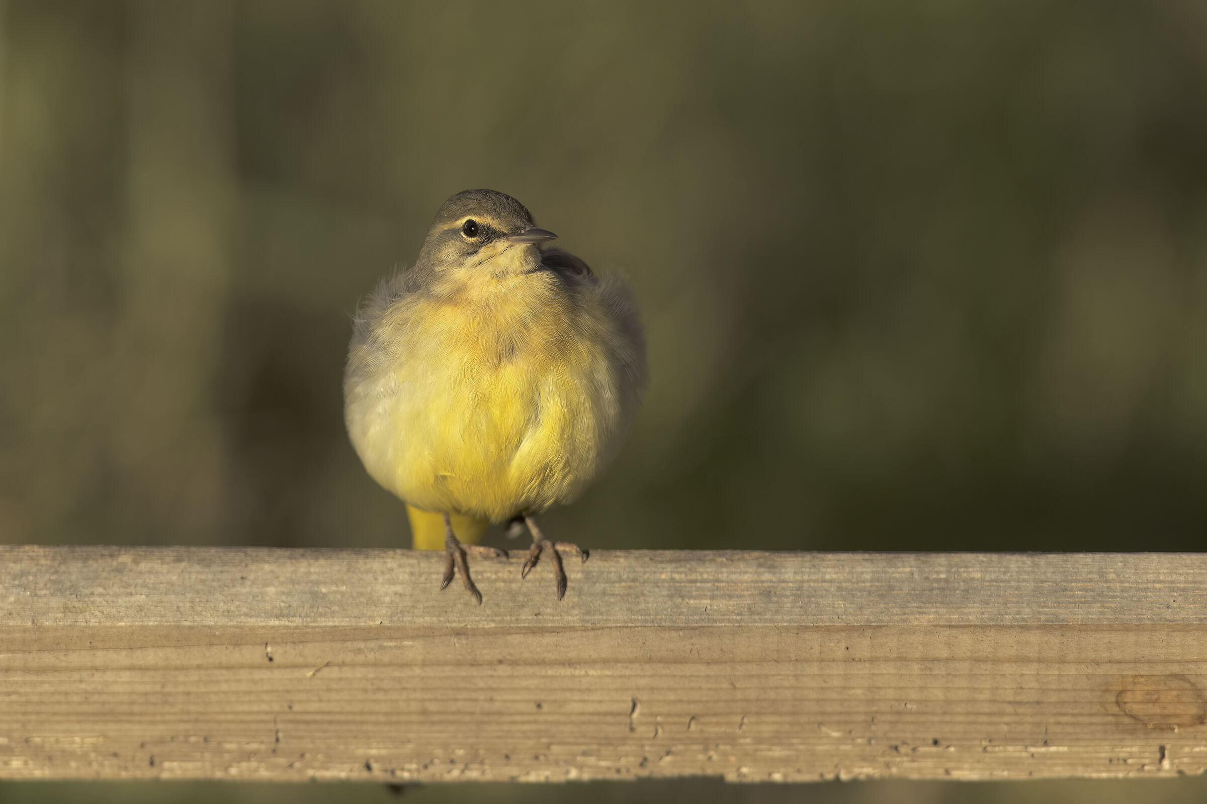 Ballerina gialla casalinga9