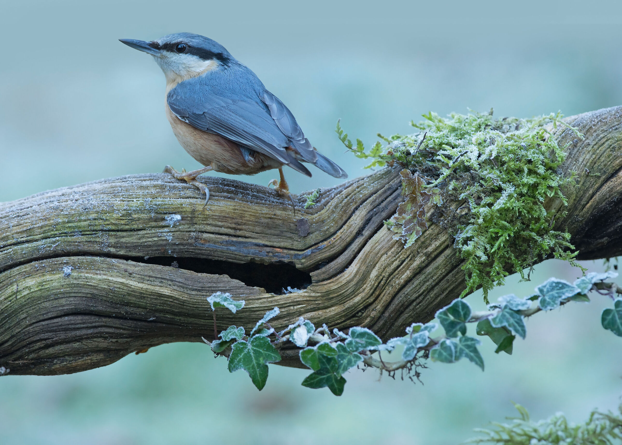 nuthatch