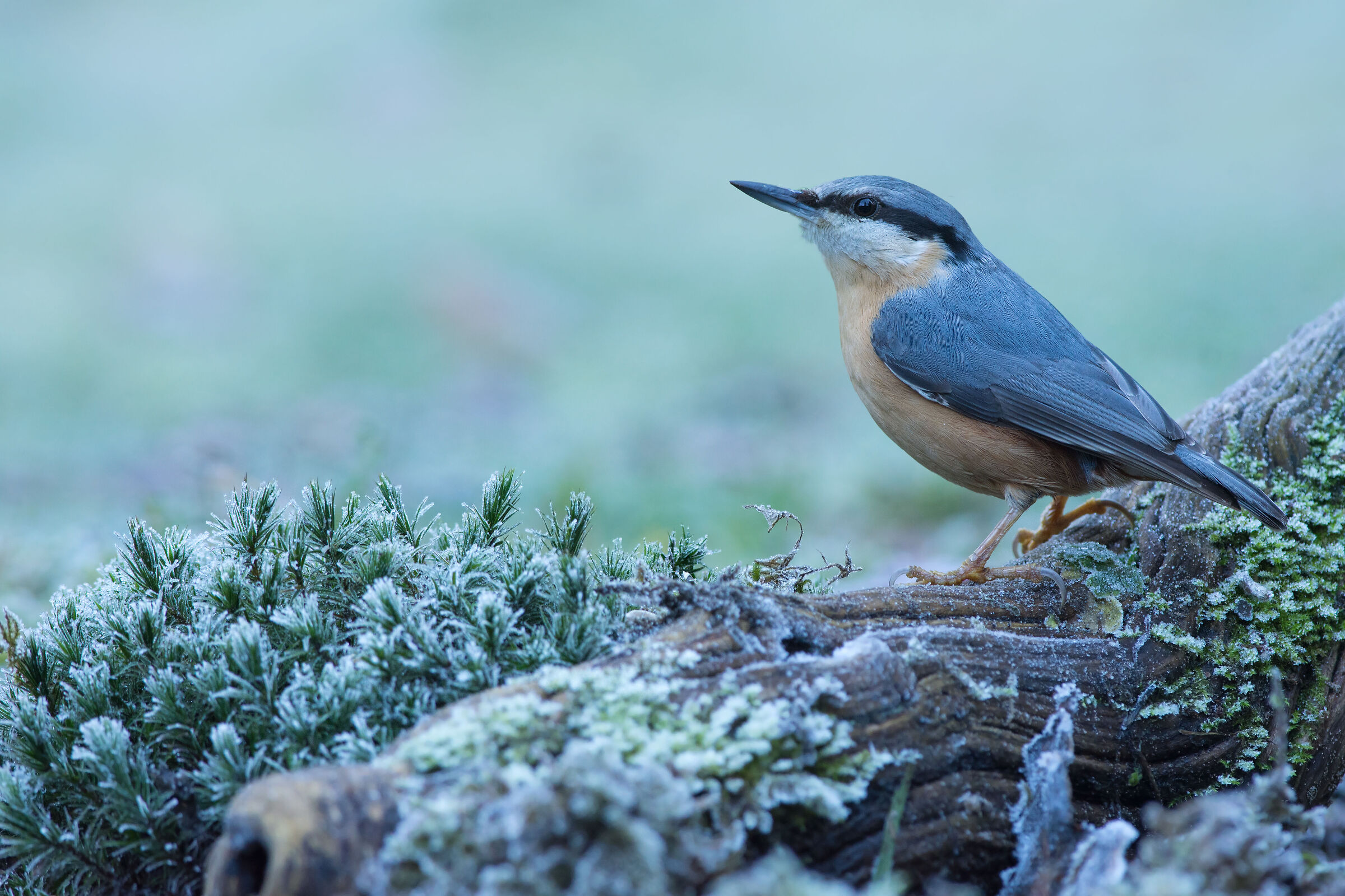 Nuthatch ·