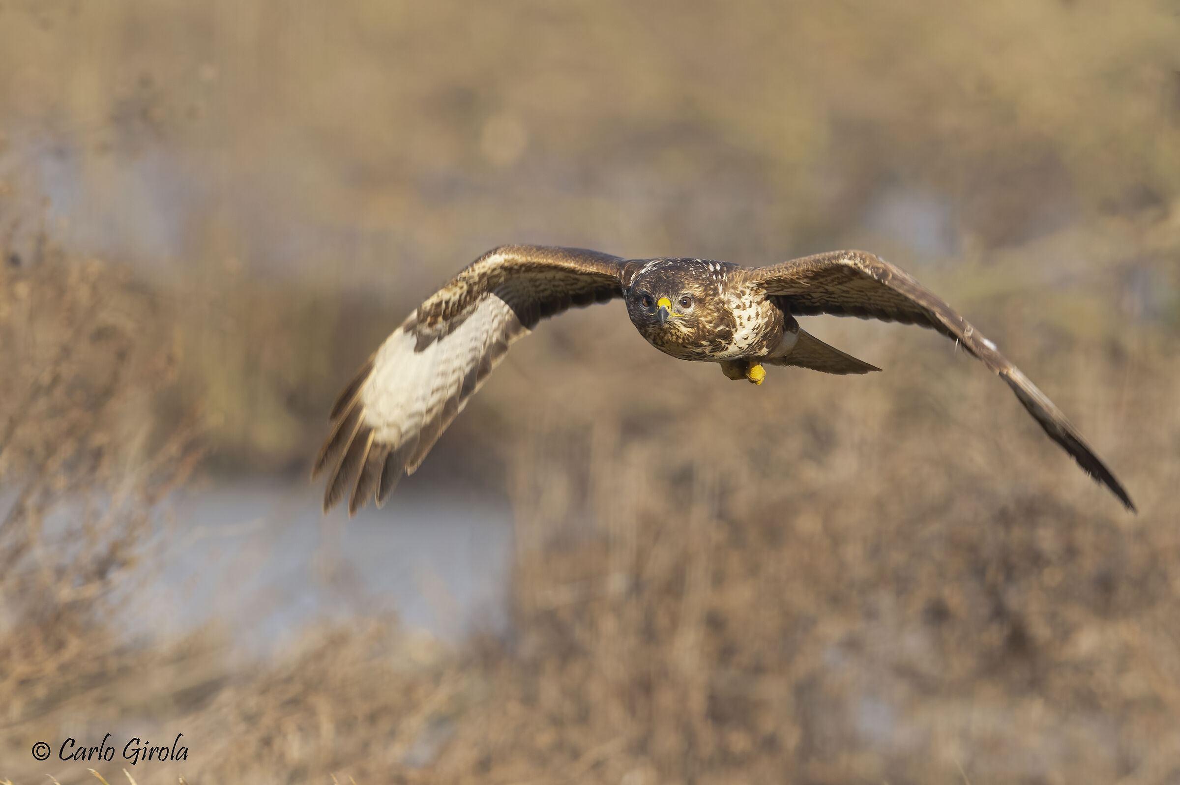 Poiana (Buteo buteo)