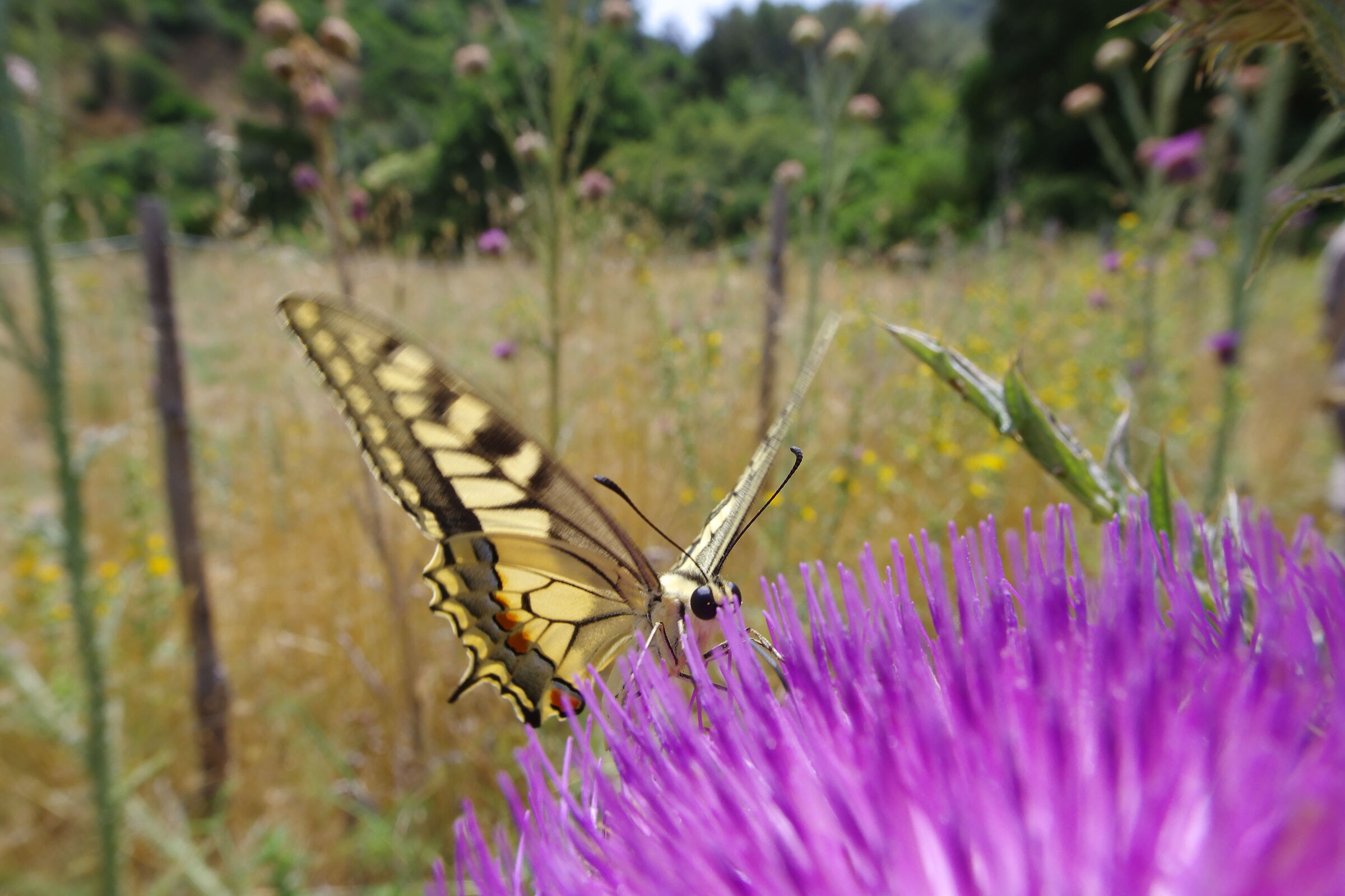 Swallowtail