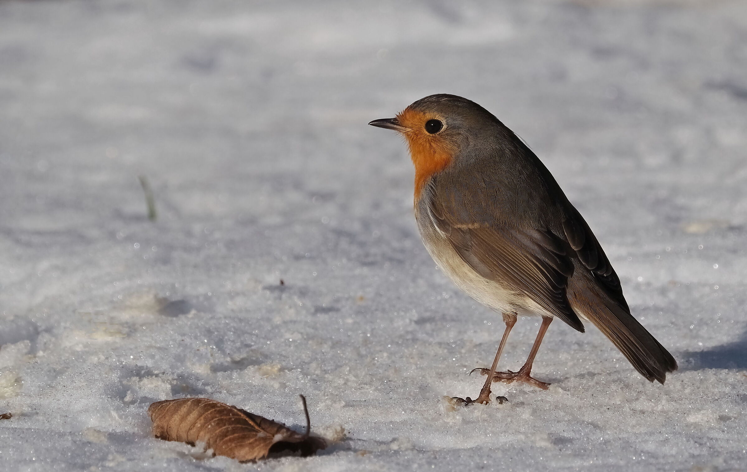 Pettirosso, simbolo di buon augurio