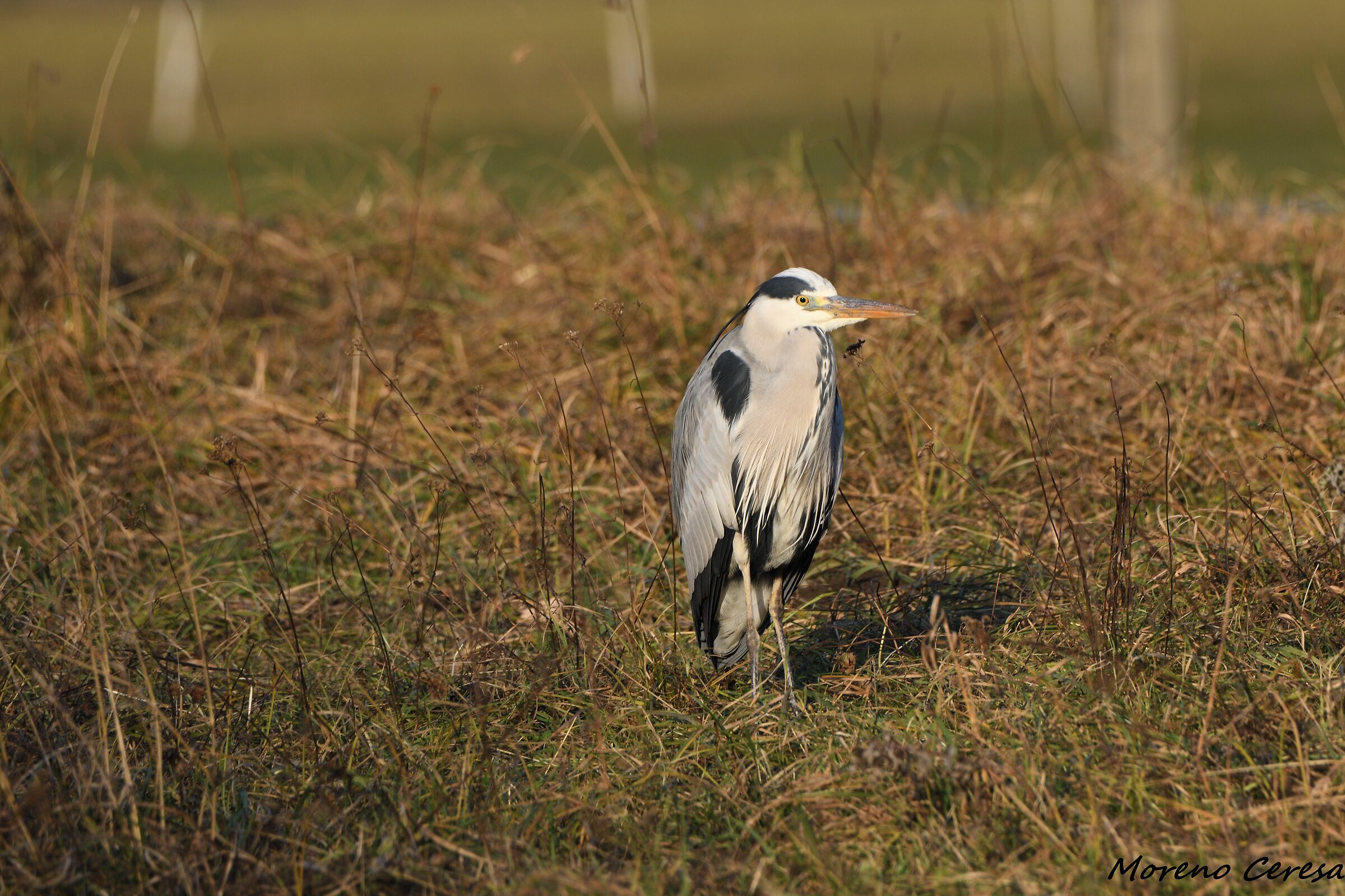 Heron