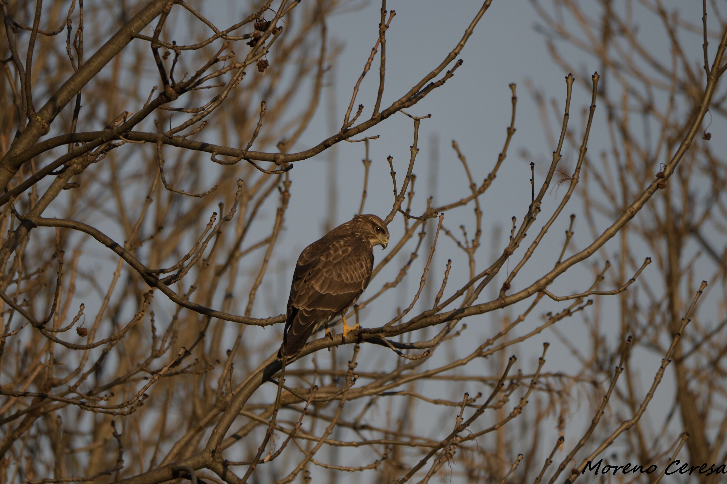 Buzzard