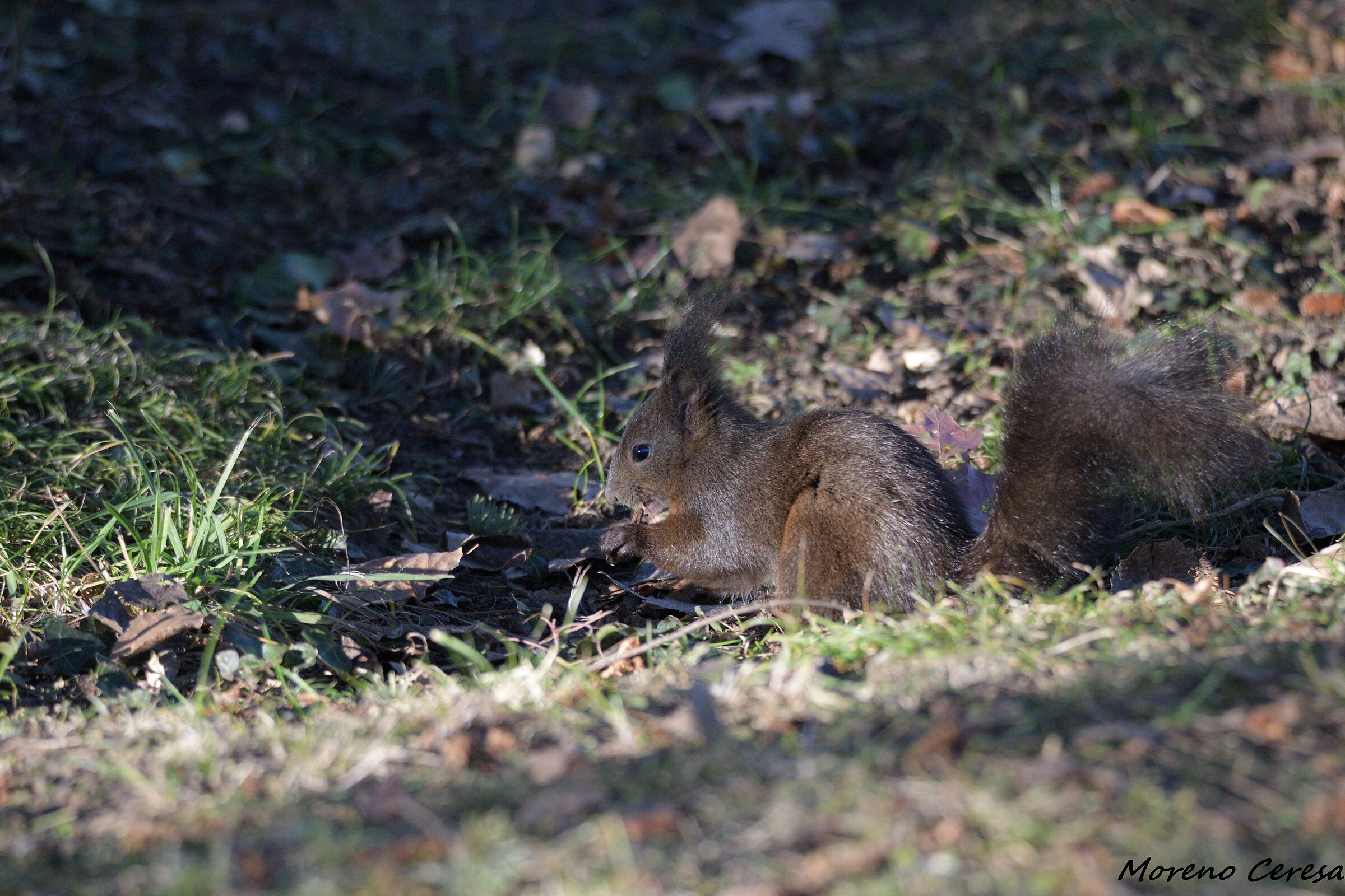 Squirrel