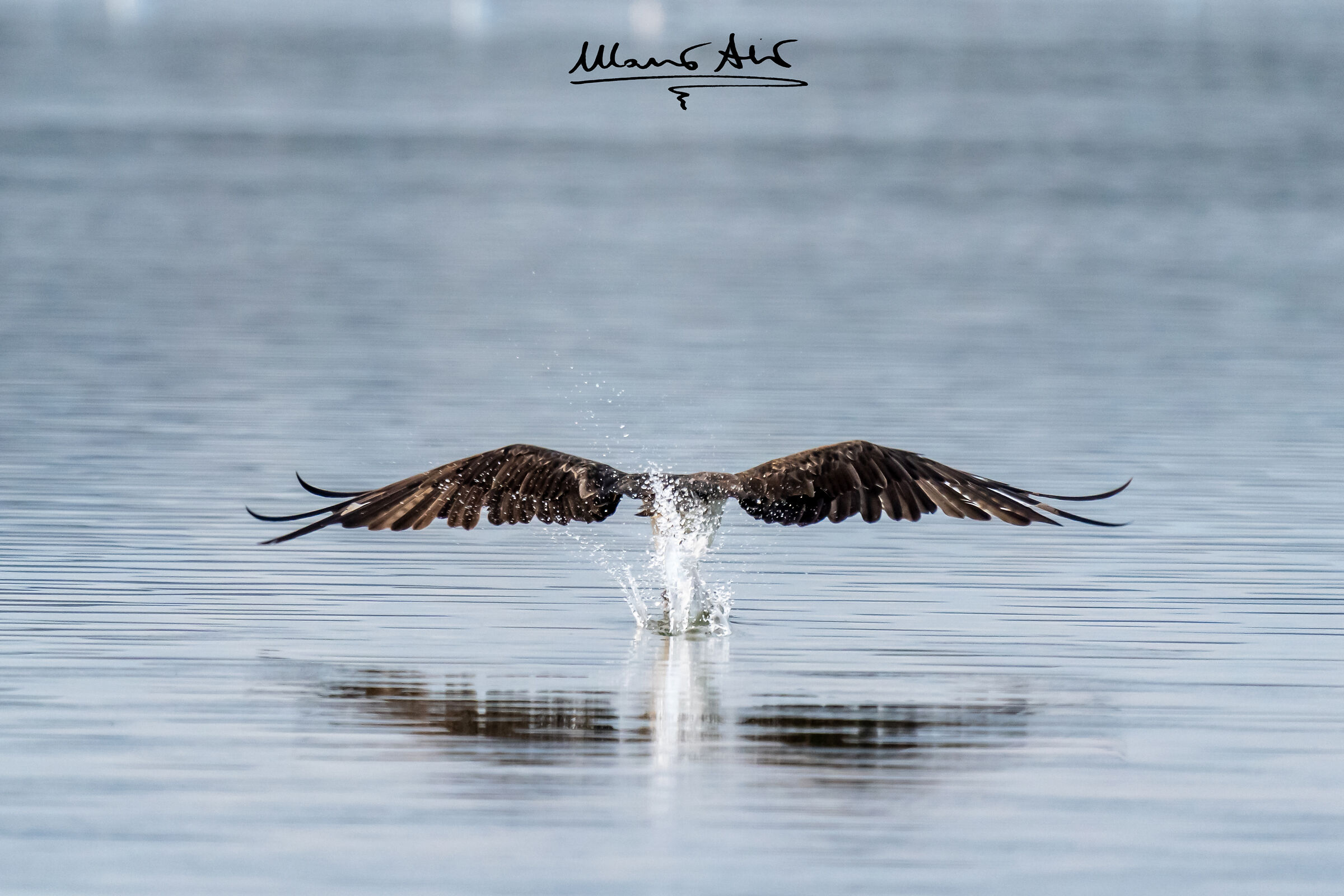 Falco pescatore