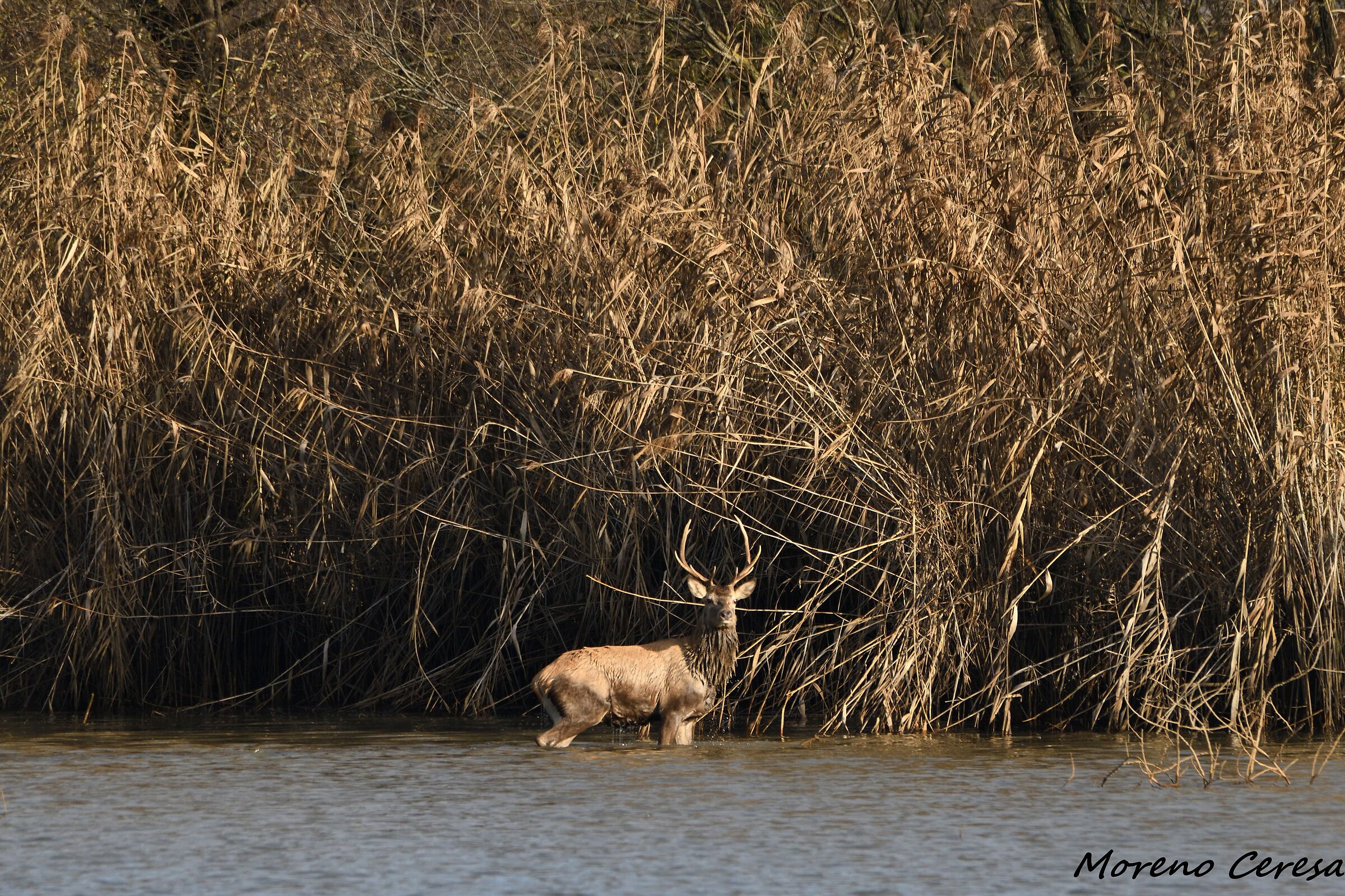 Deer