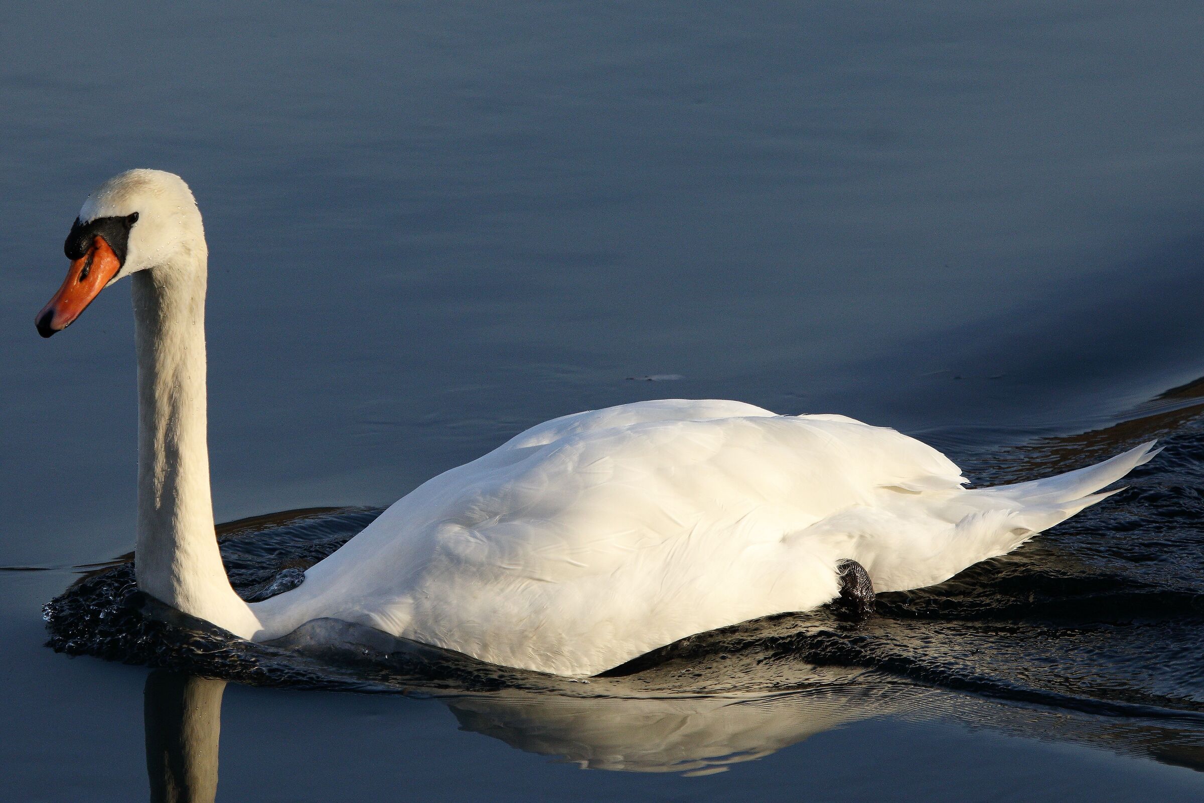 Swan