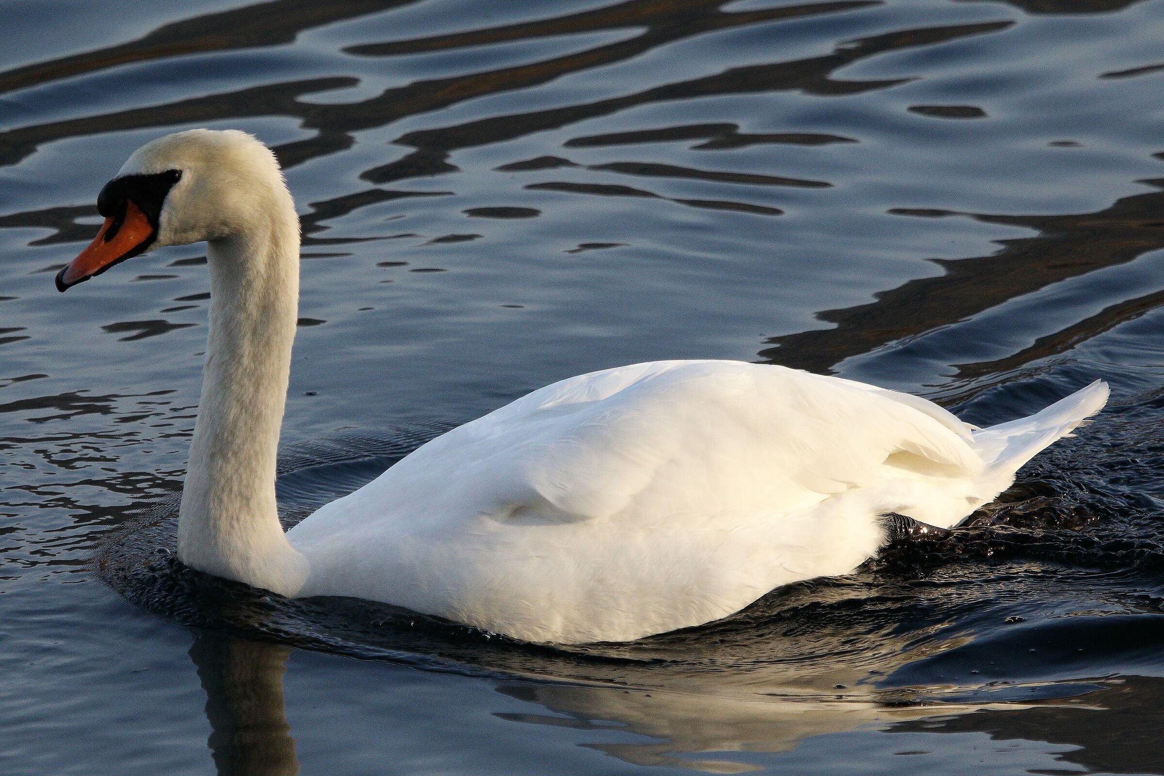Swan