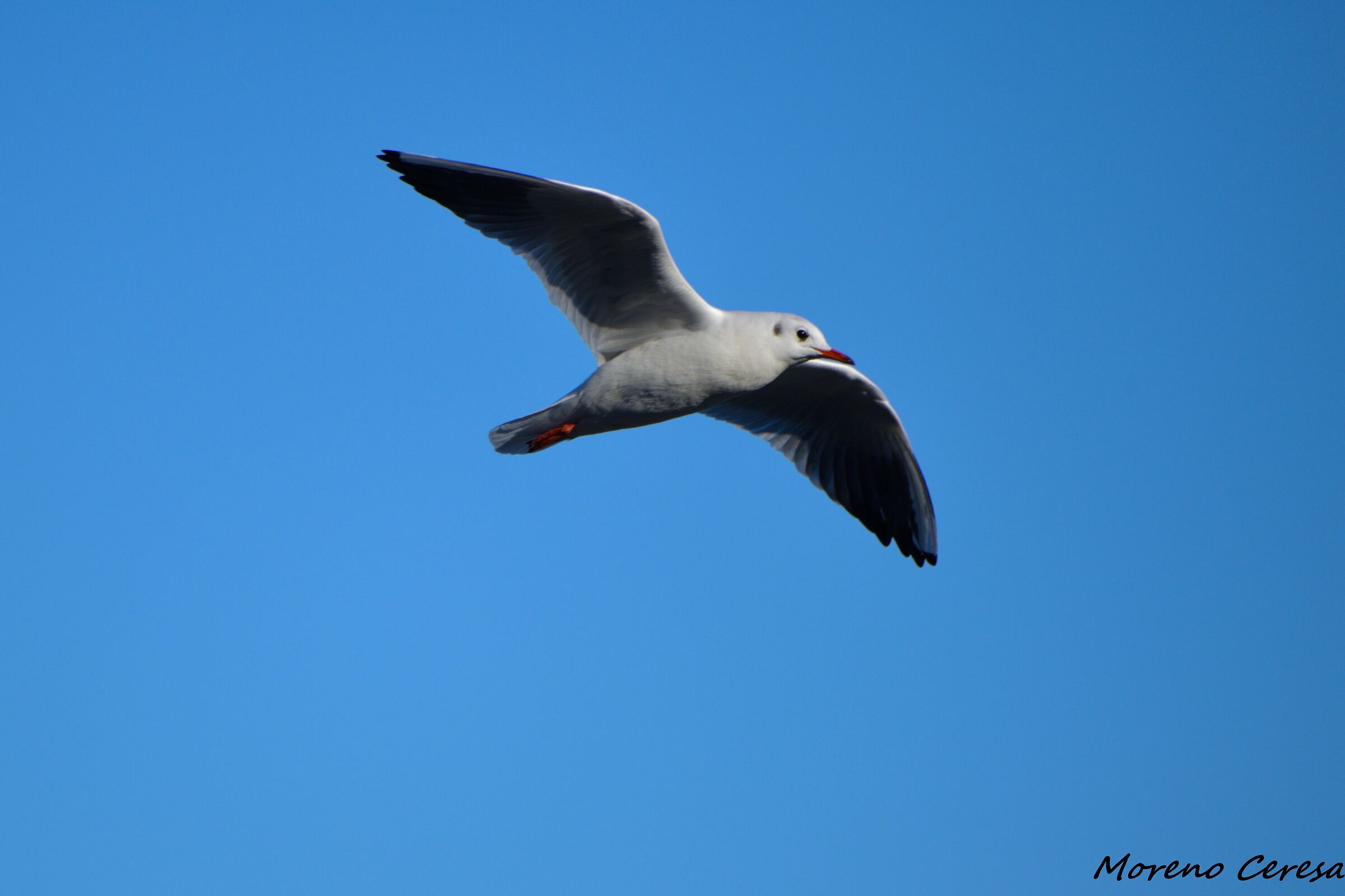 Gull