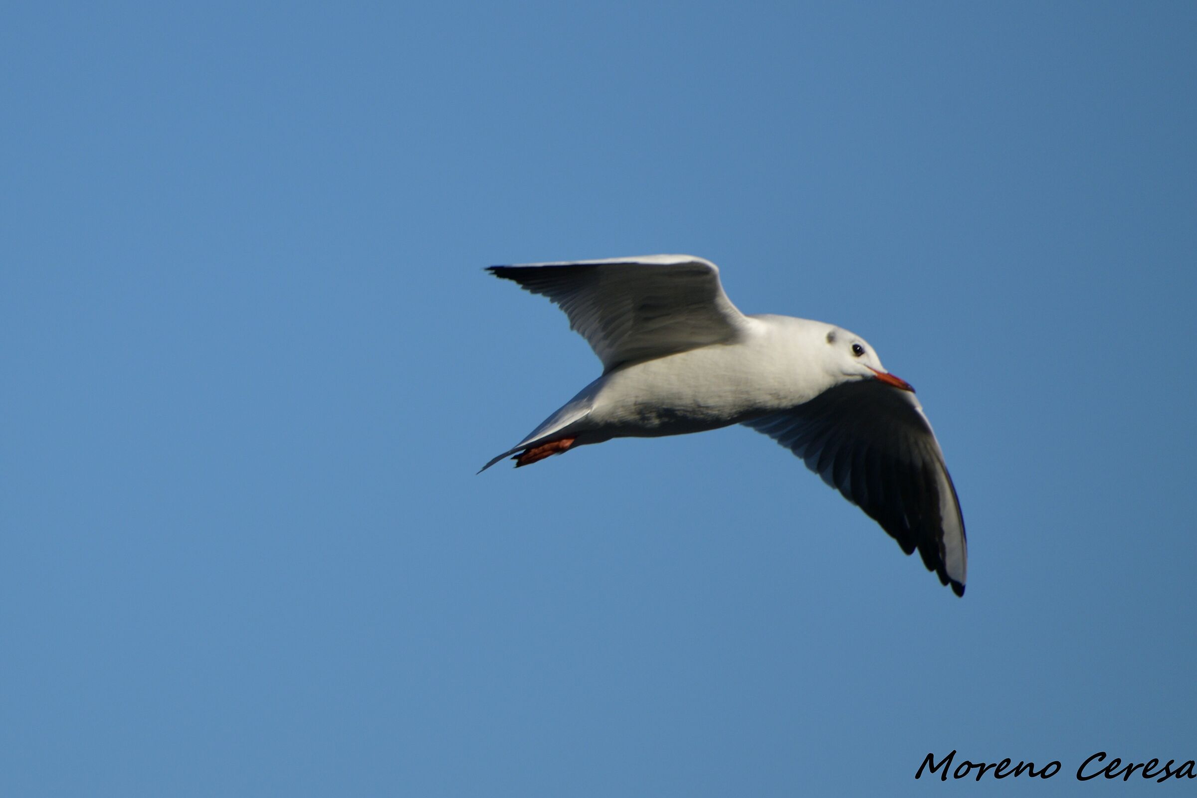 Gull