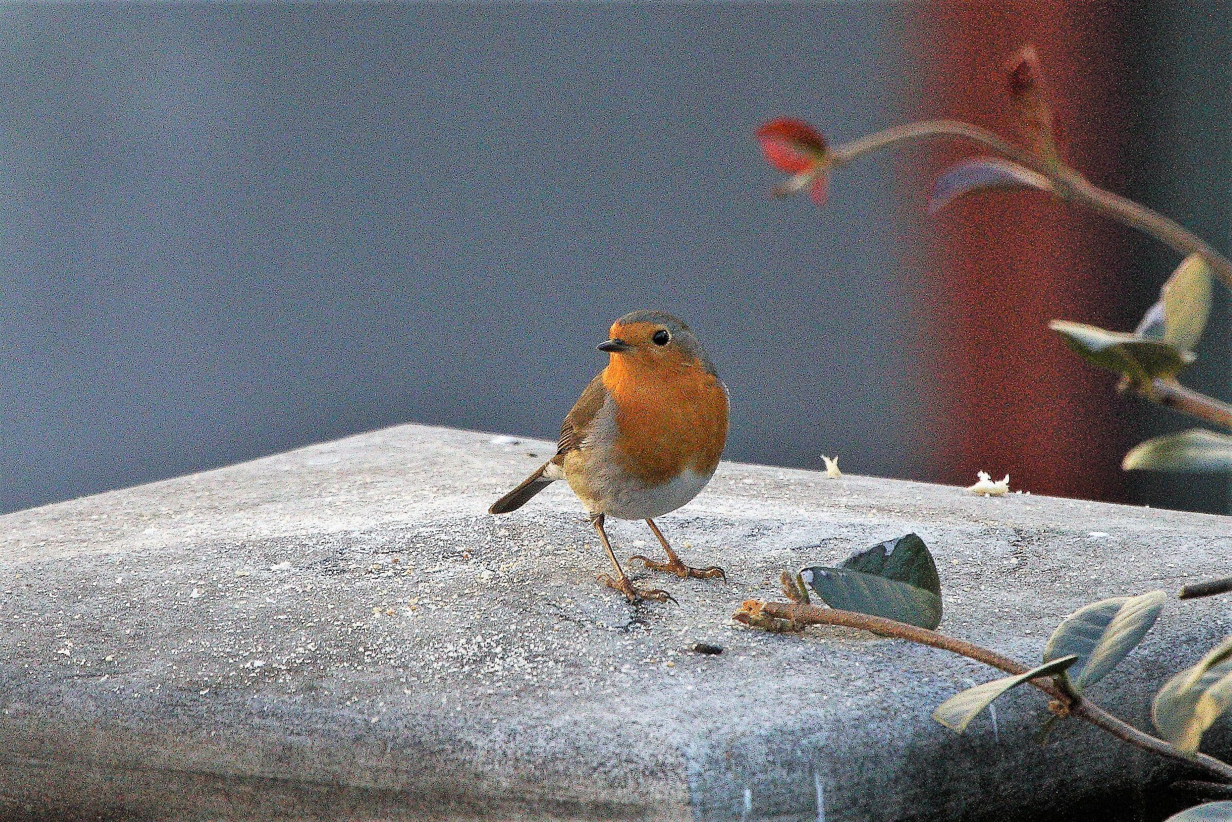 Robin