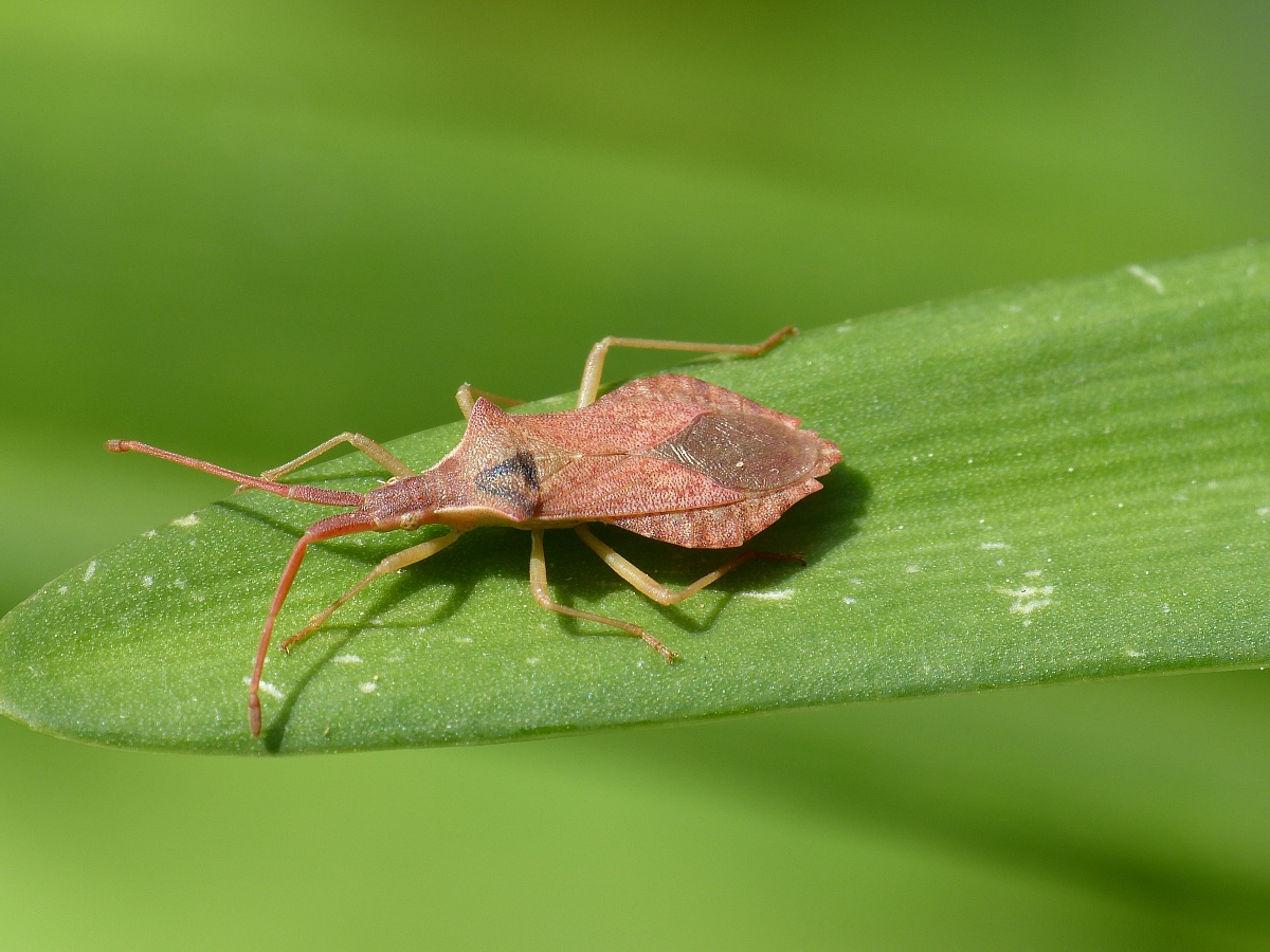 leptoglossus occidentalis-cimice americana