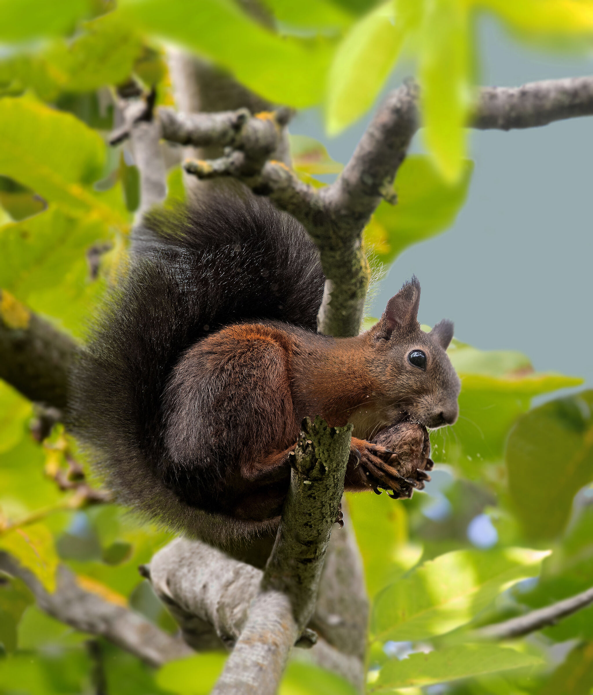 Le noci che passione!