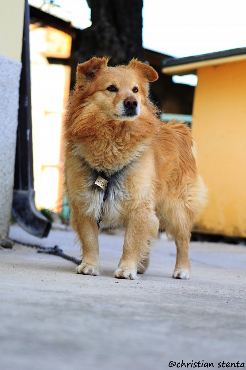 sono il padrone del mondo