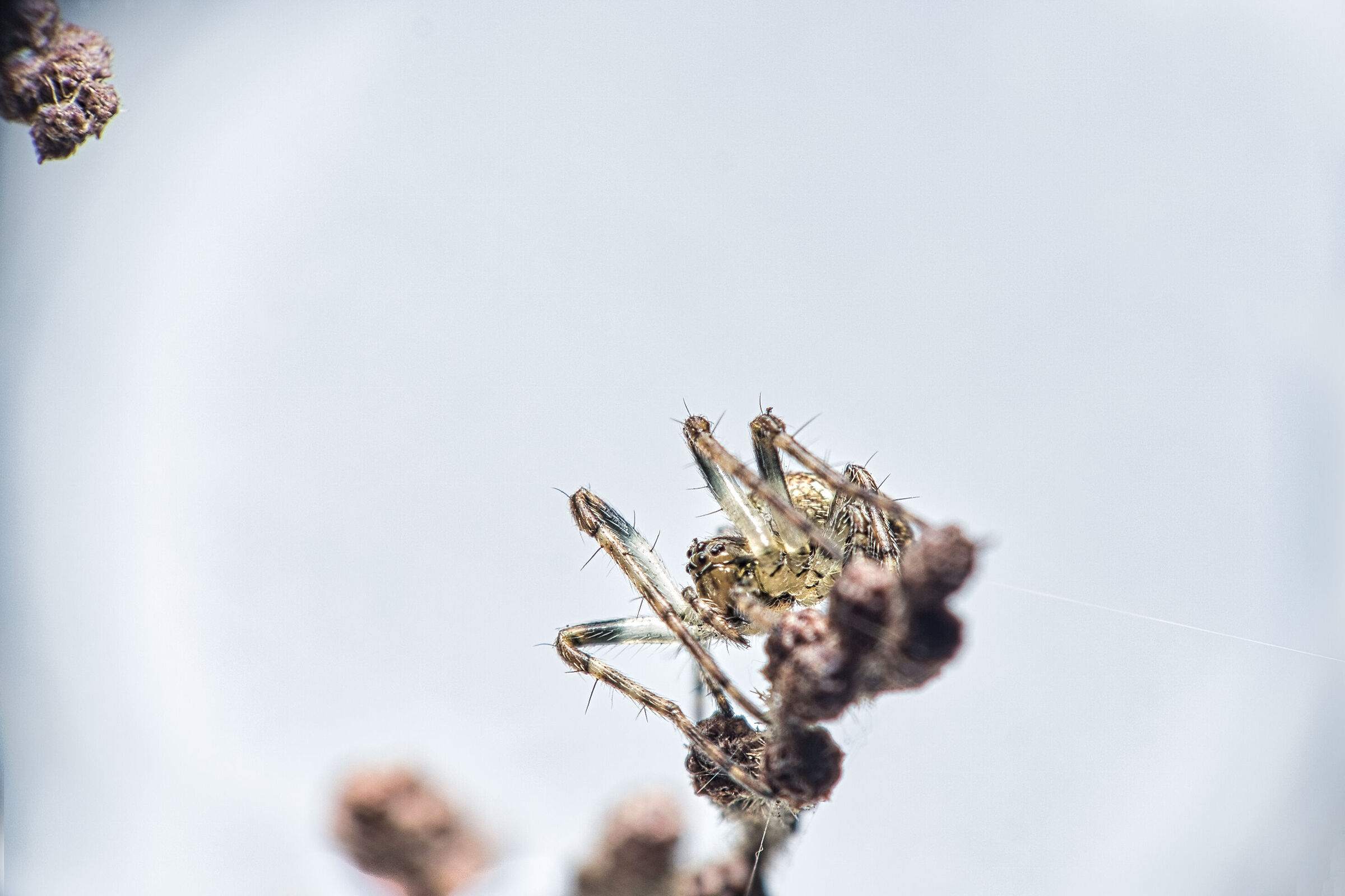 ragno molto difficile da fotografare