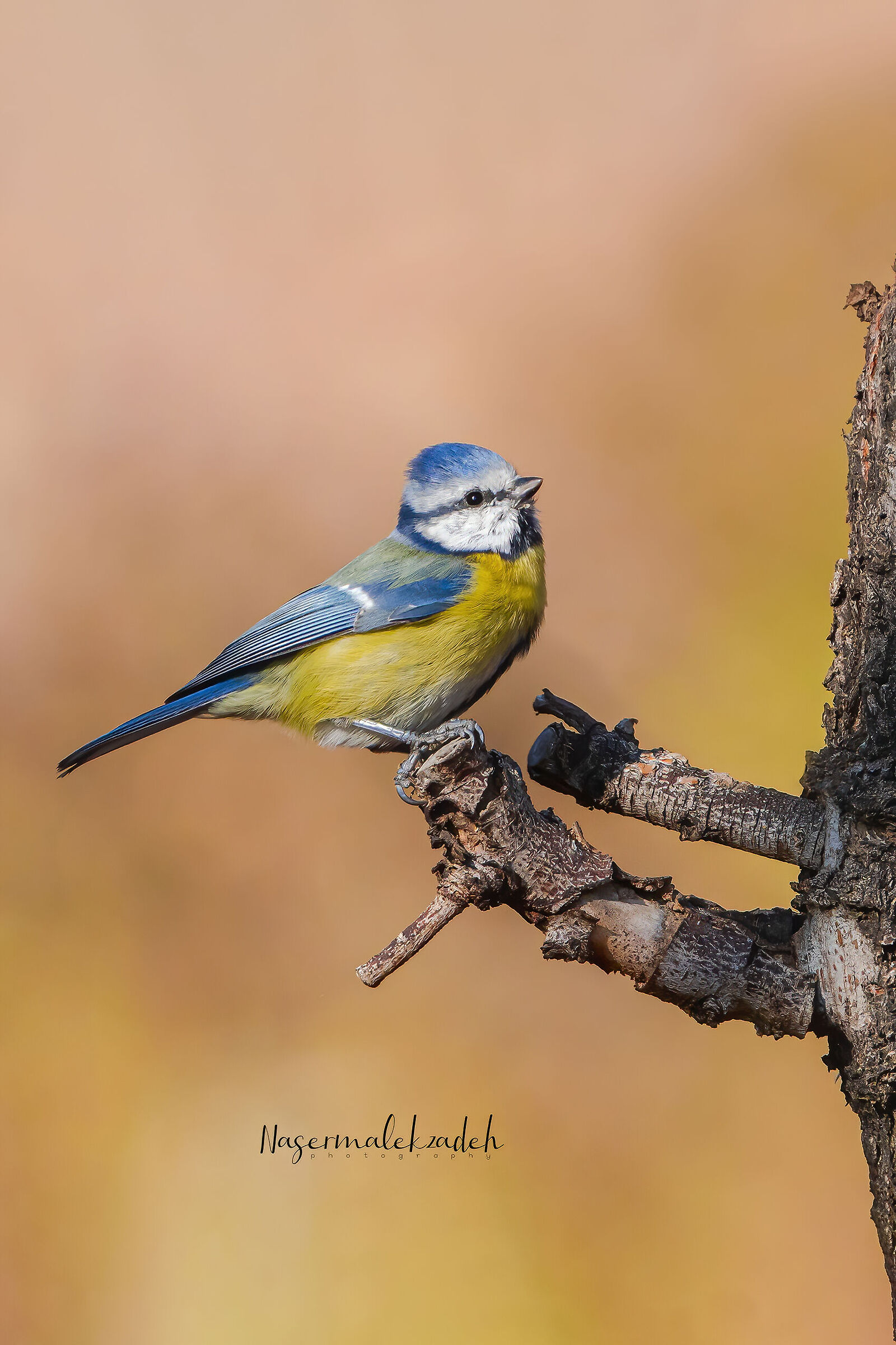Blue tit