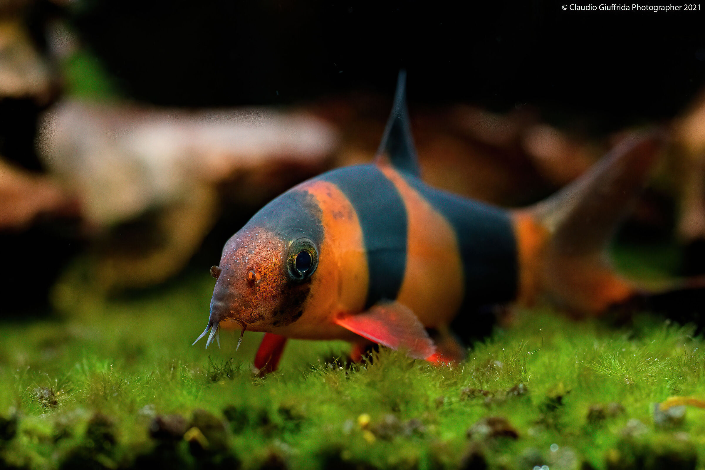 Chromobotia macracanthus