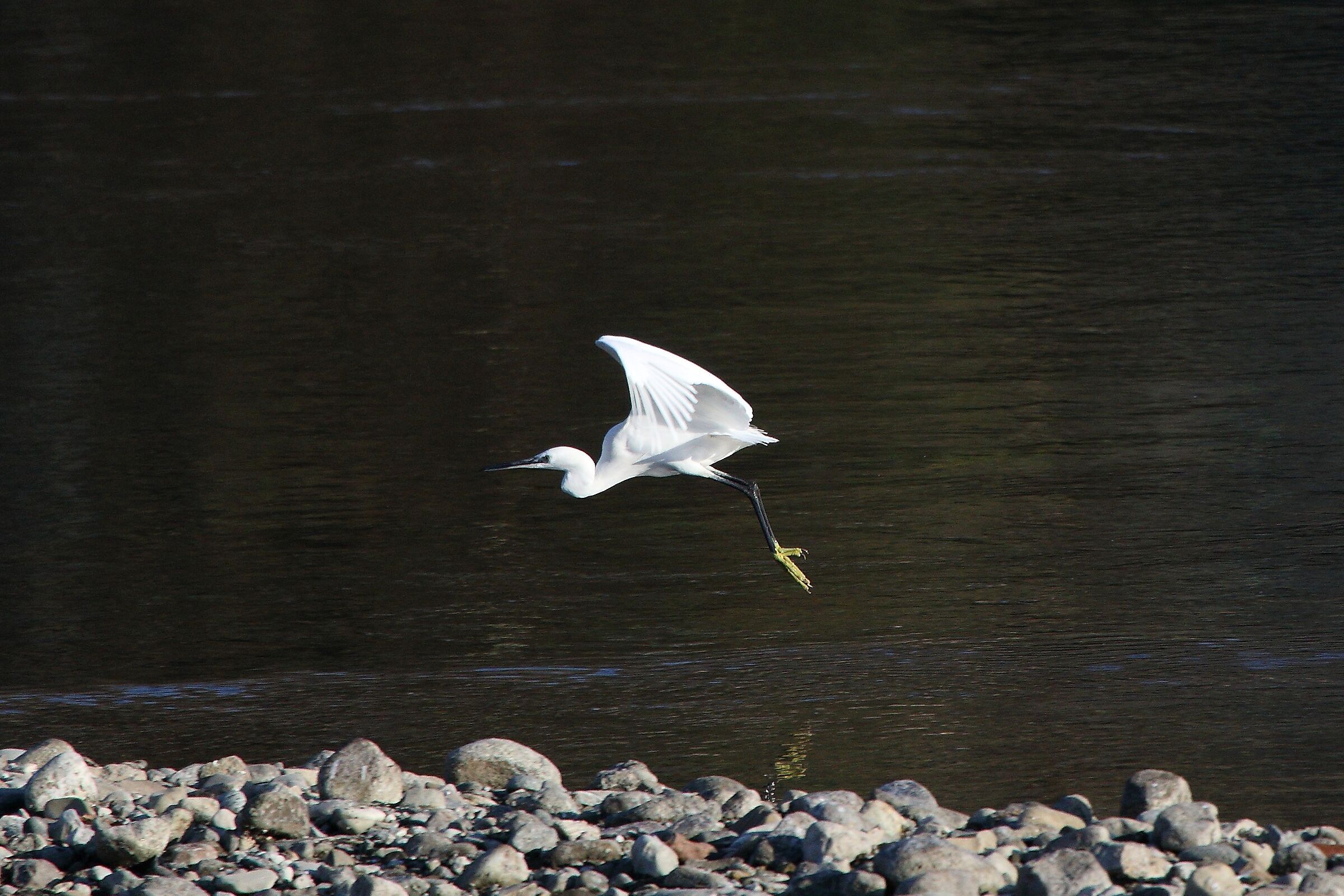 egret