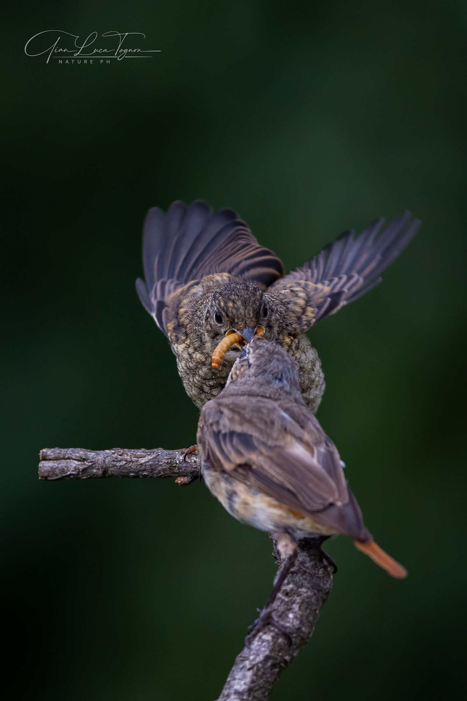 Mamma, la parola più bella sulle labbra dell'uman...