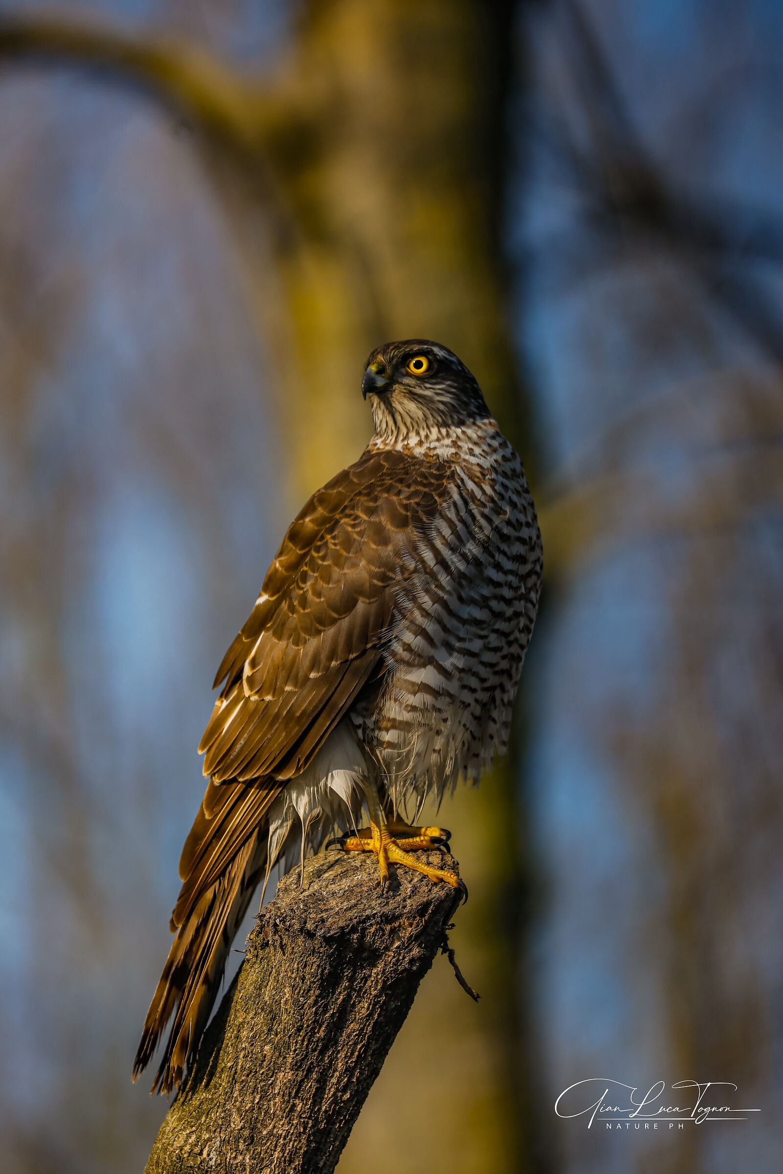 Com'è bello il sole quando sorge fresco ...