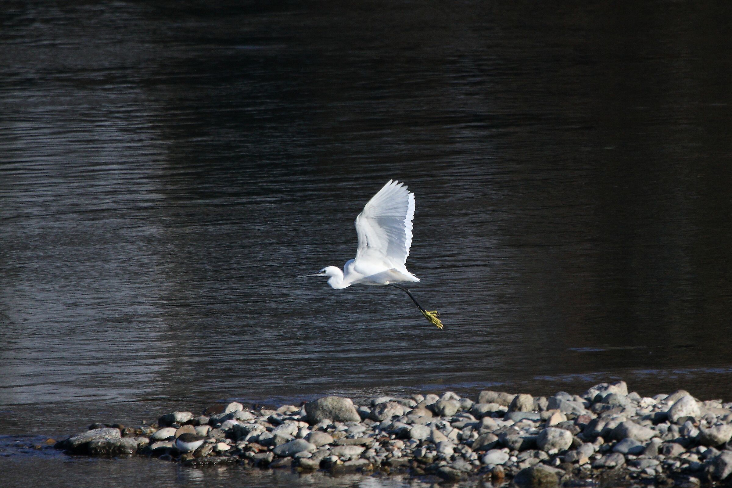 egret