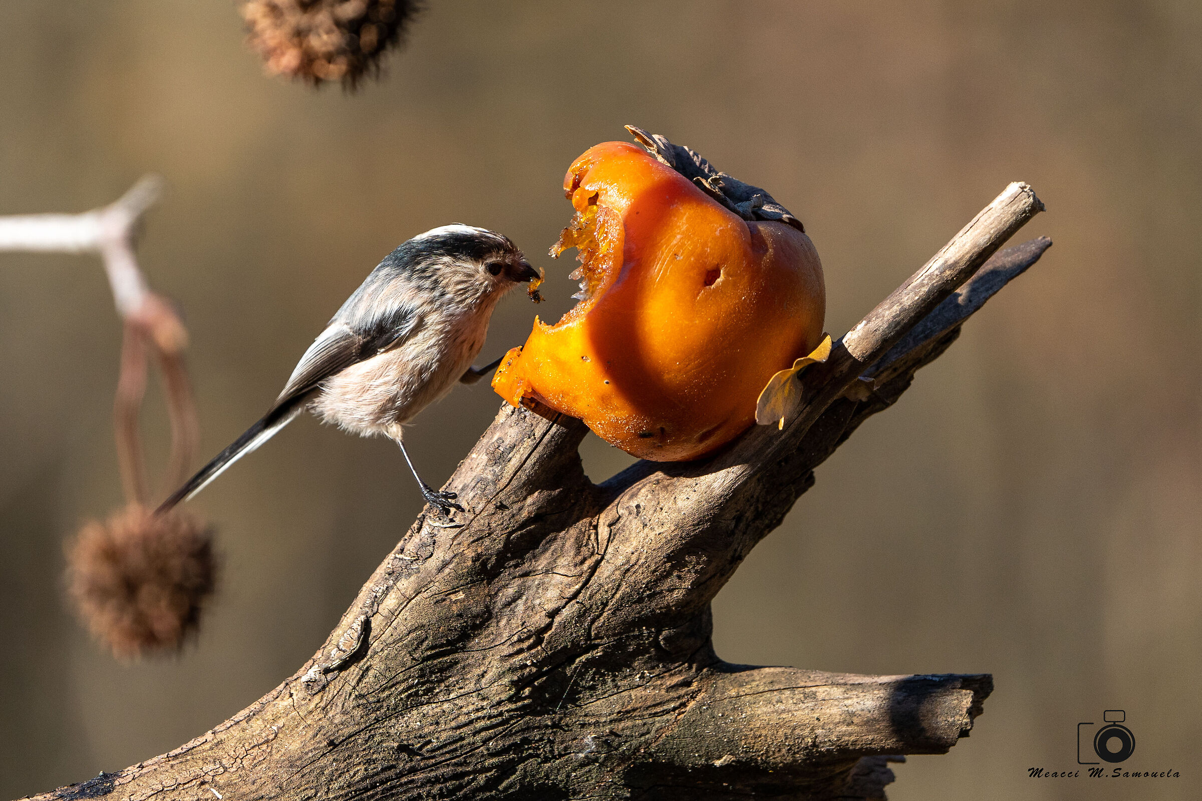 Lunch with the codibugnolo (Aegithalos caudatus)