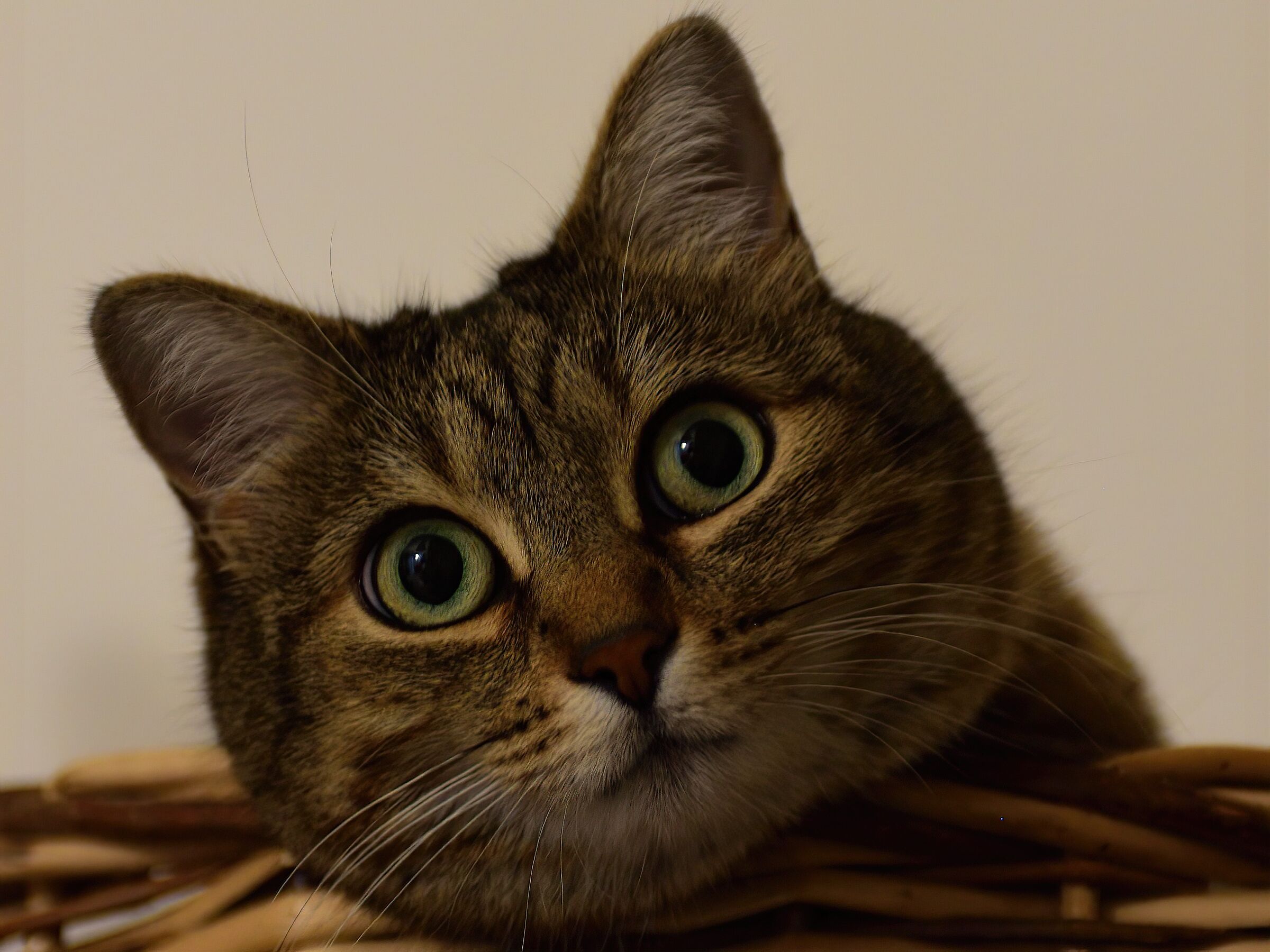 Tanti Auguri a tutti.....miao!