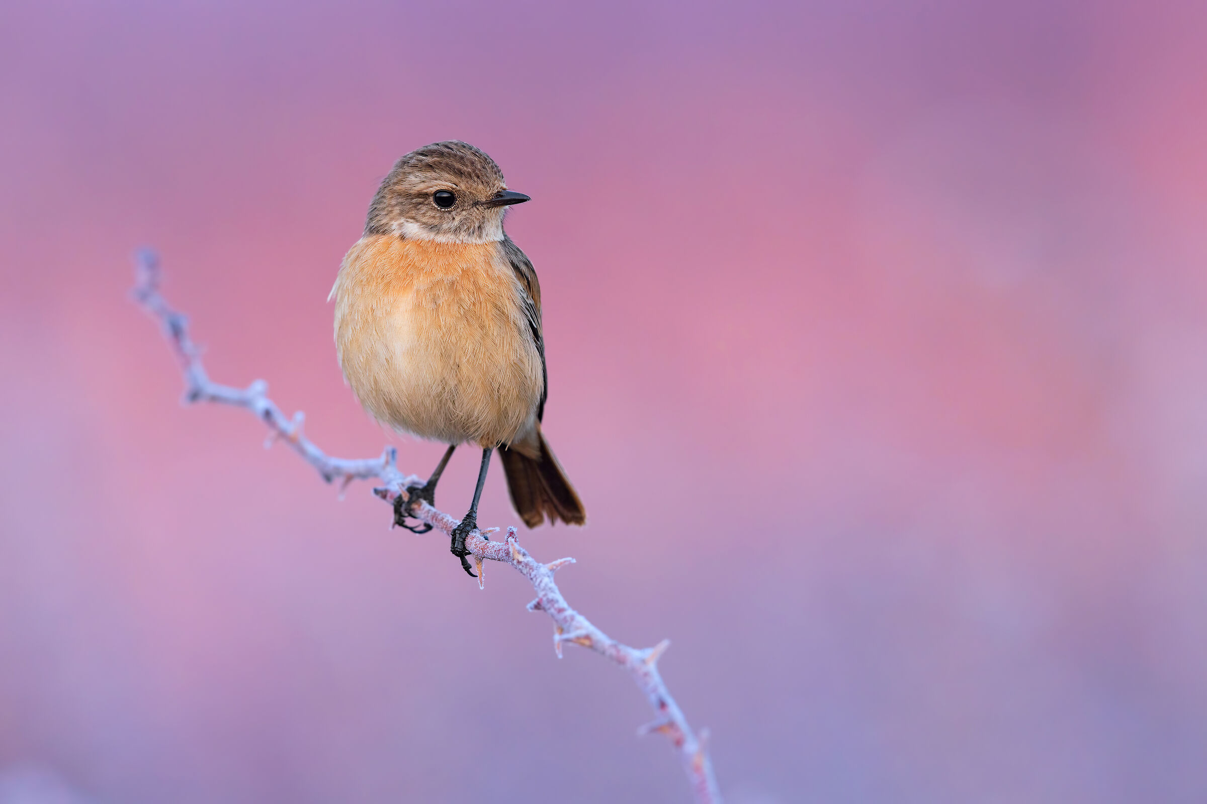 il primo raggio (Saltimpalo F.)
