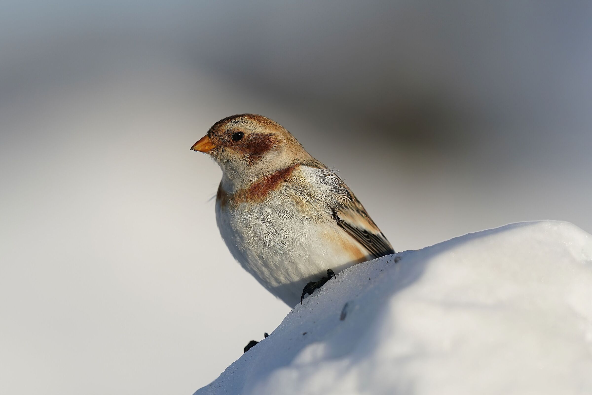 snow bunting