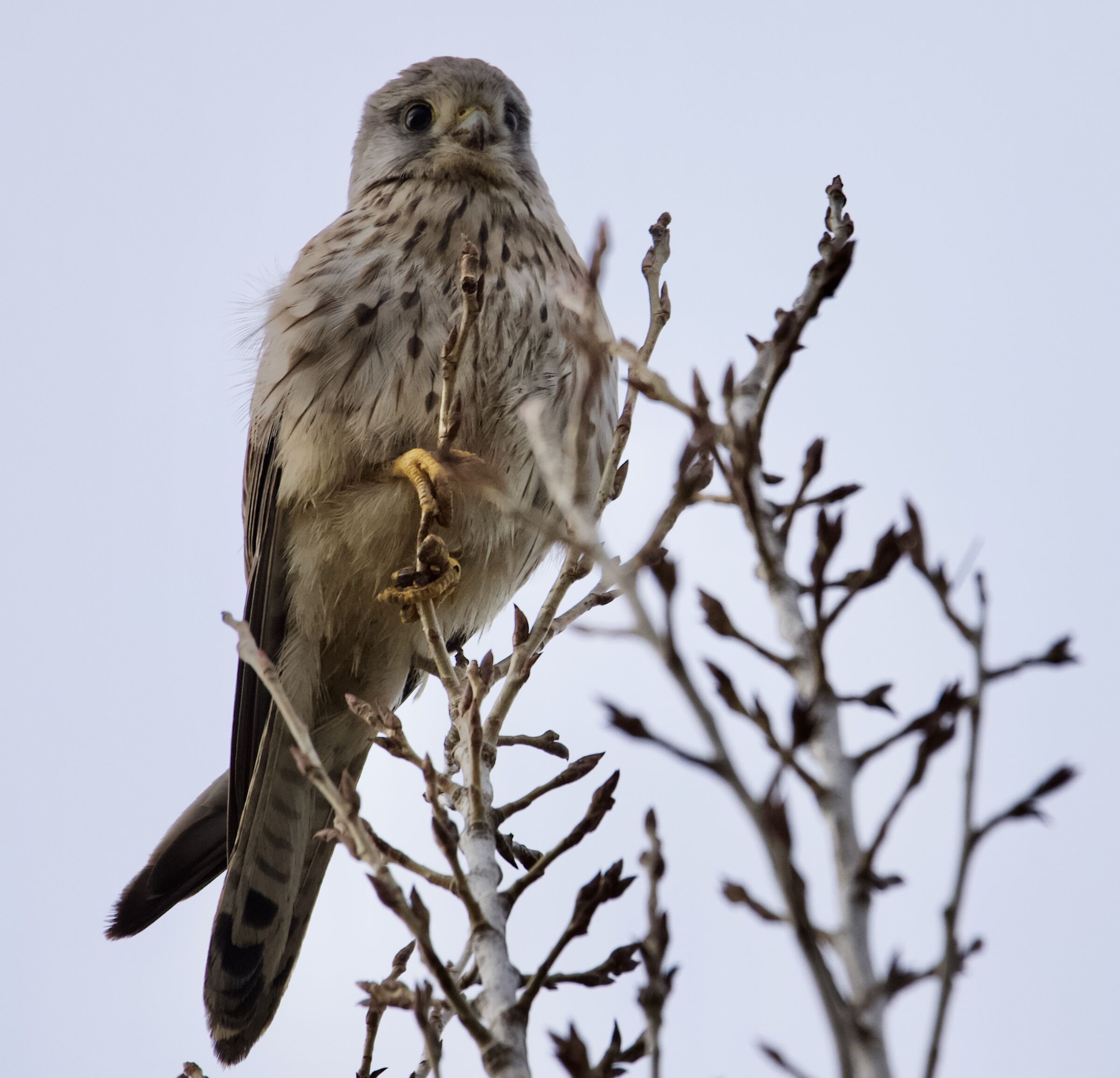 Buzzard
