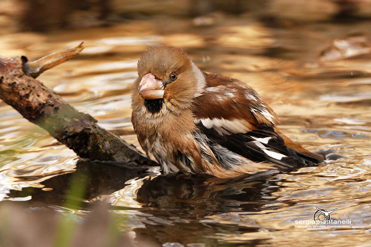 Hawfinch