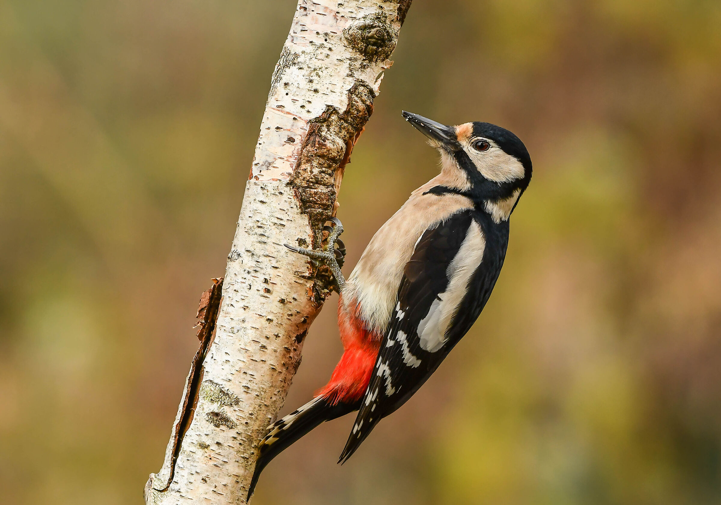 Picchio rosso maggiore(F)