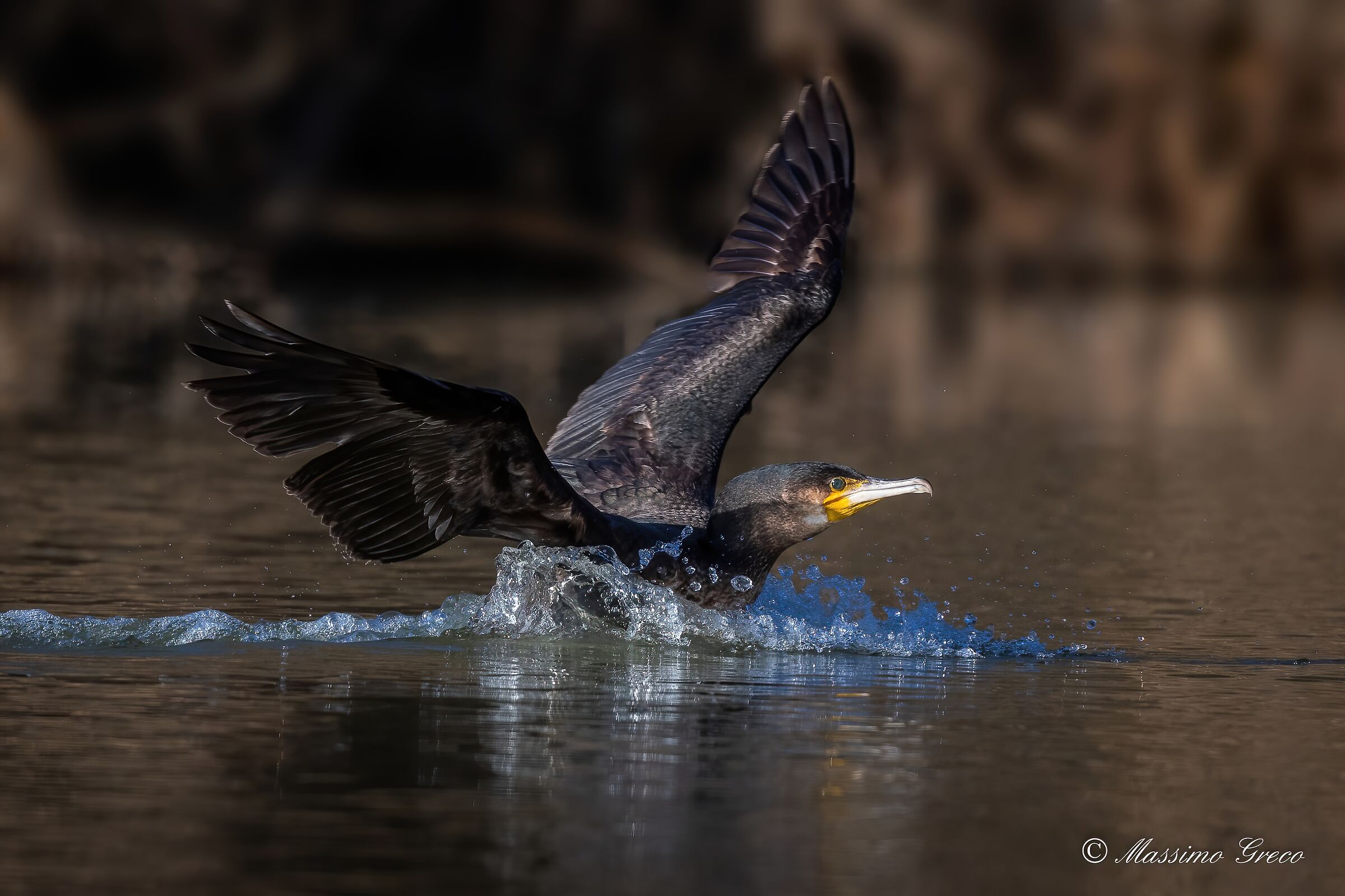 Cormorant (Phalacrocorax carbo)