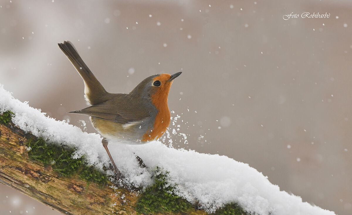 Fiocchi di..."Natale"...