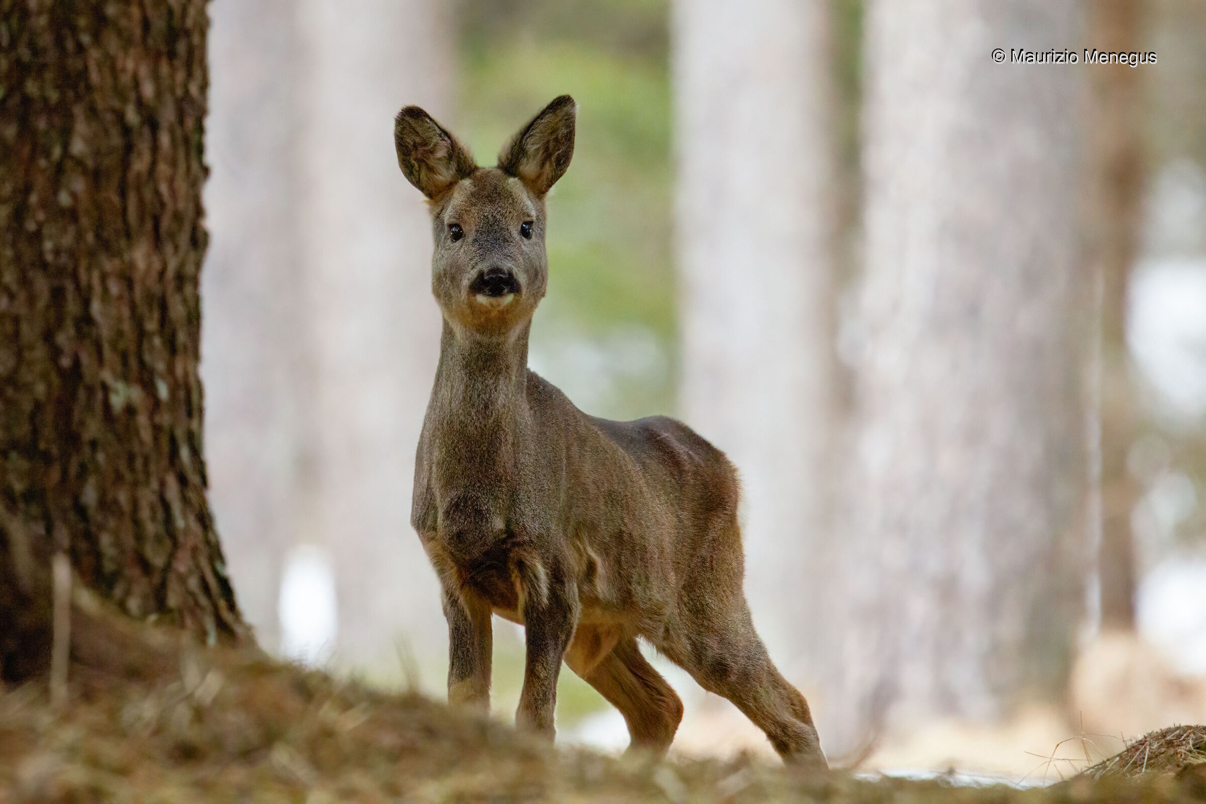 Giovane maschio a febbraio