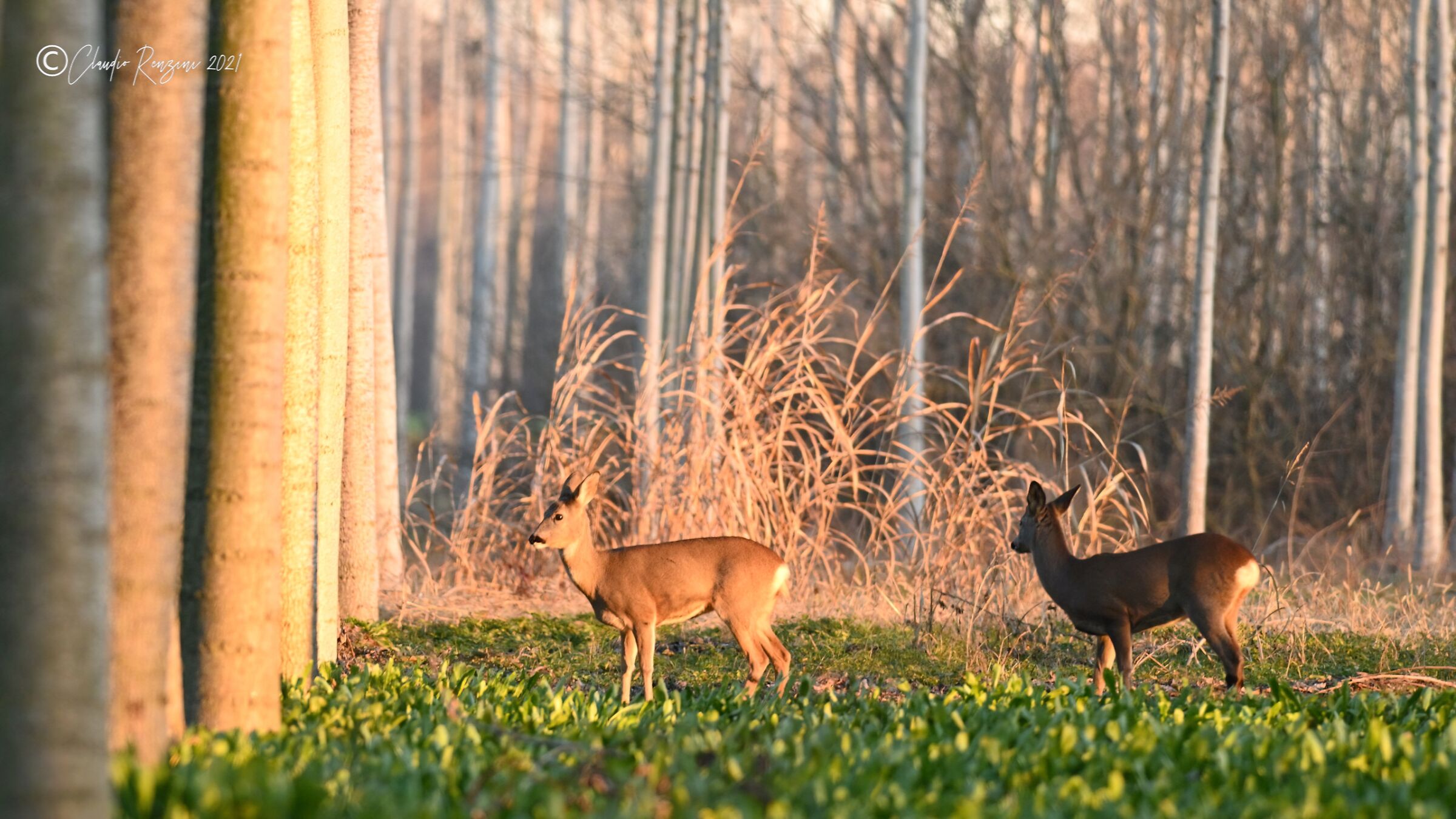 roe deer in poplar
