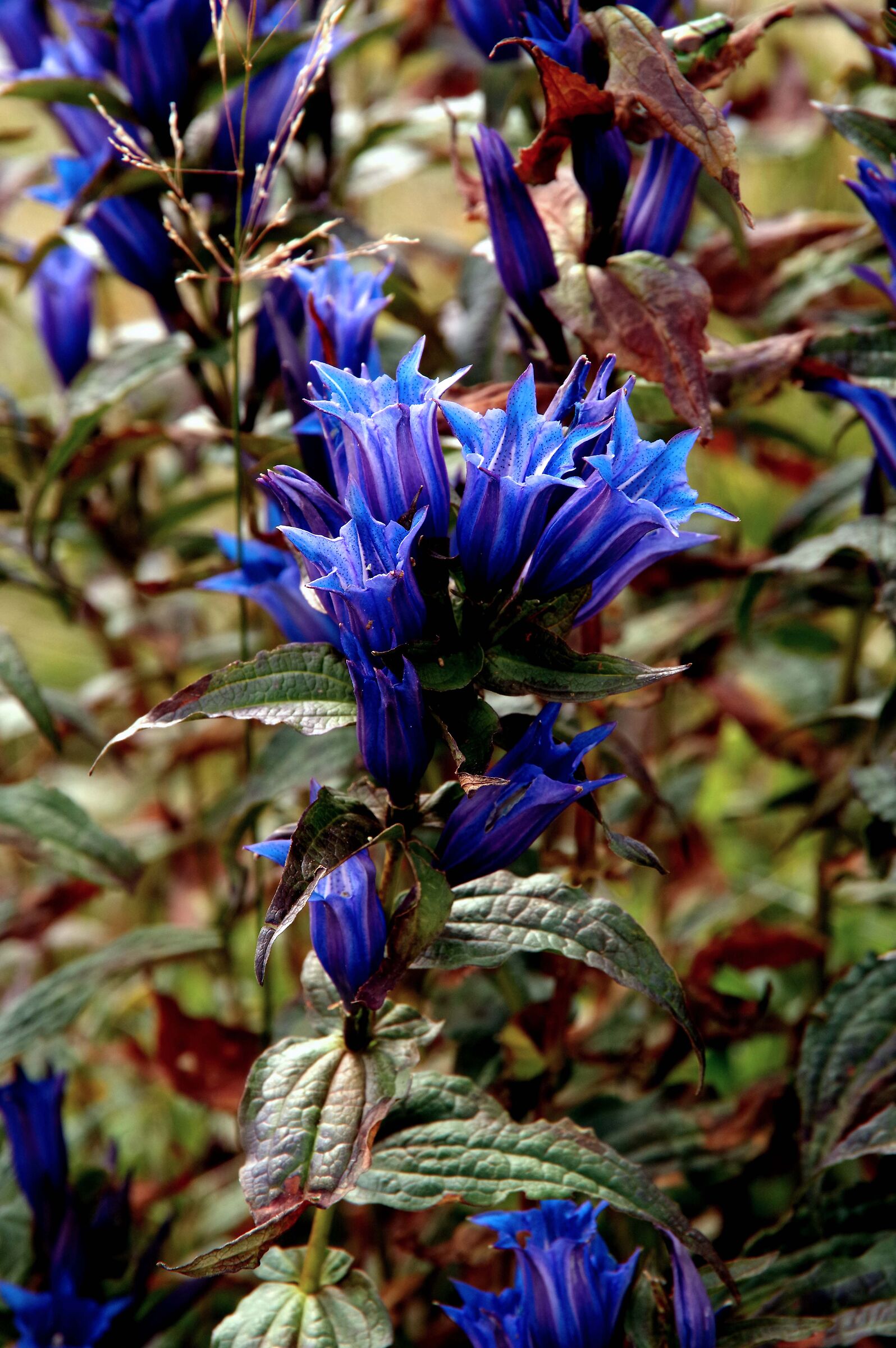 Fiori