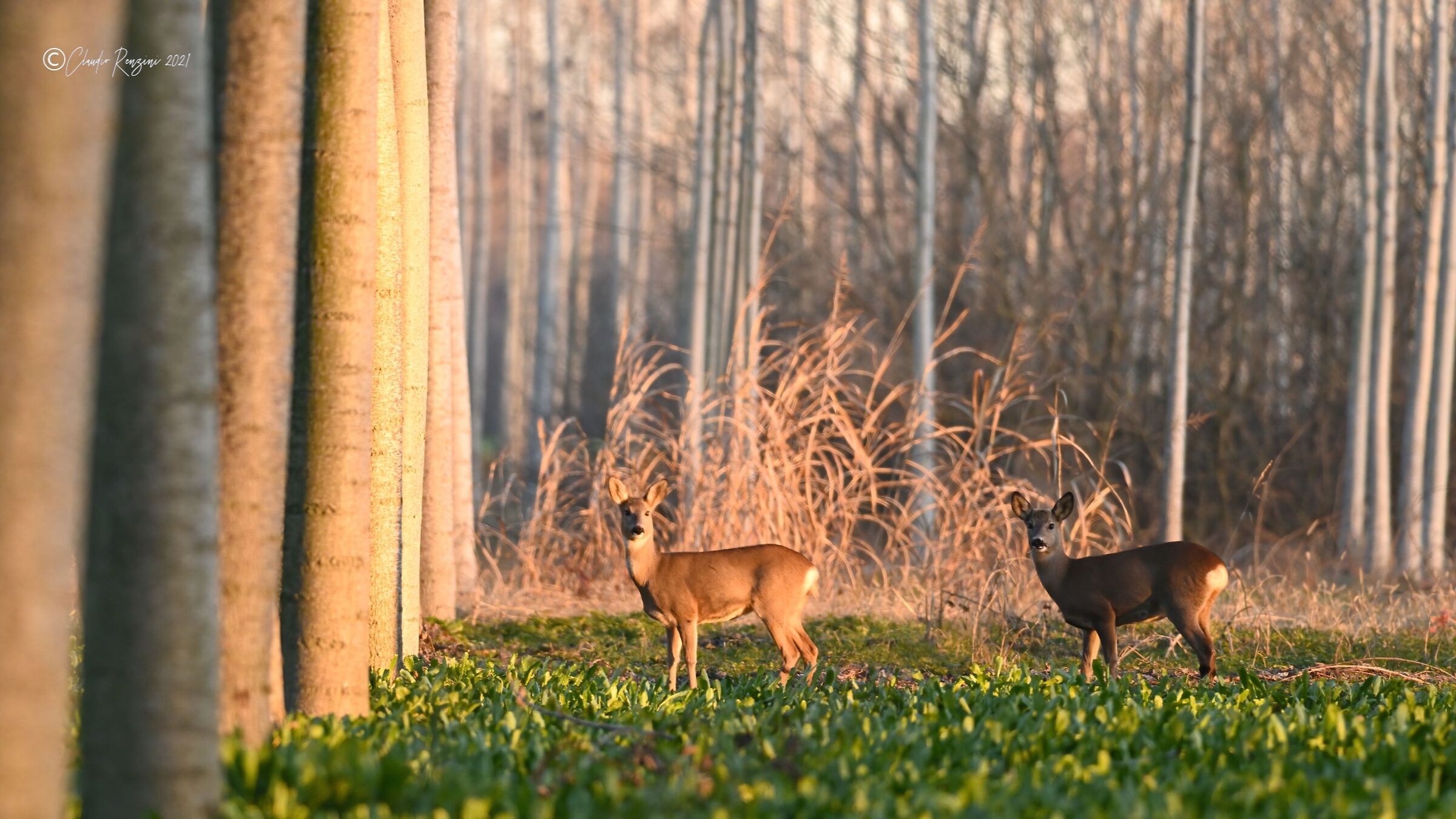 roe deer in poplar