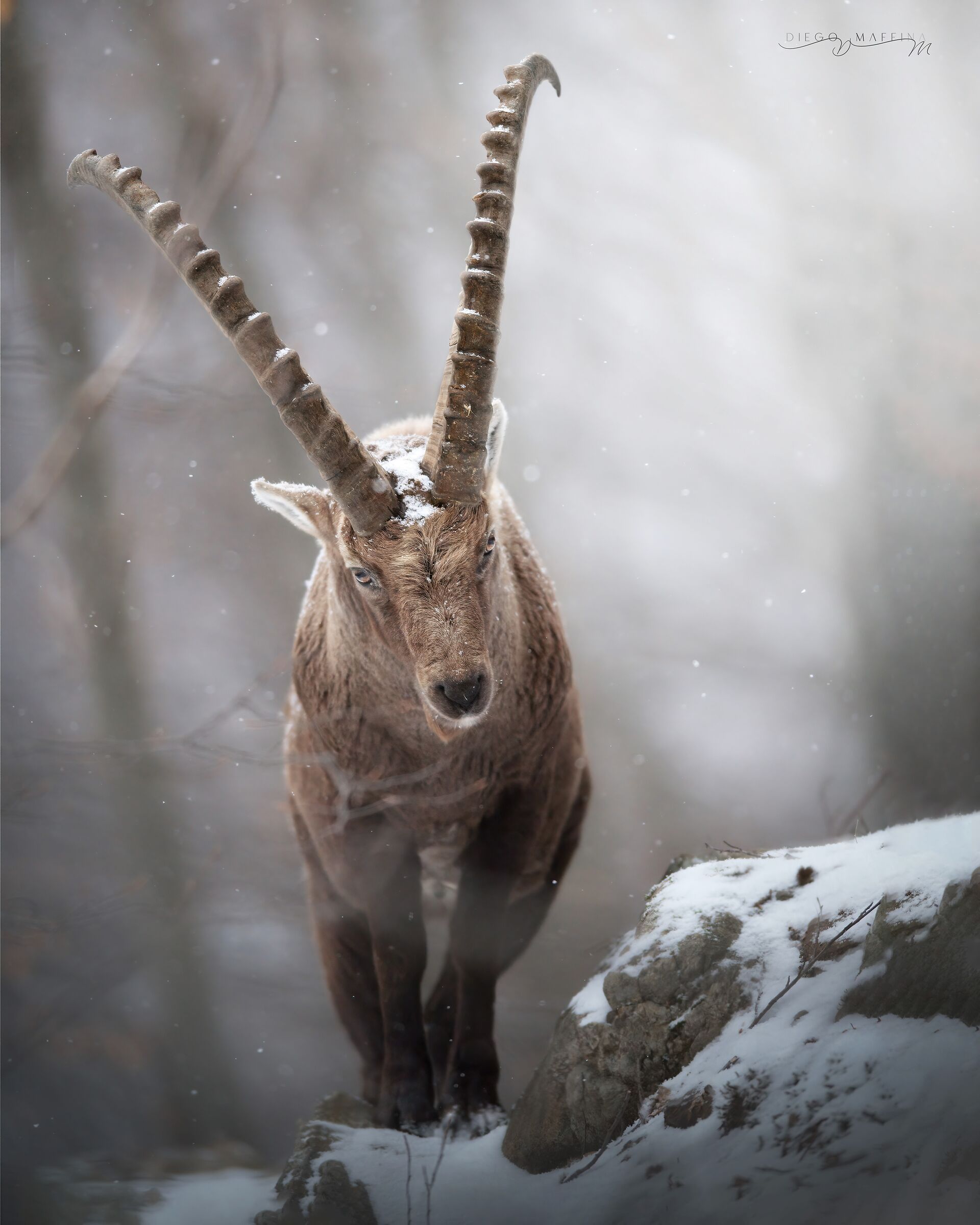 In front of the King