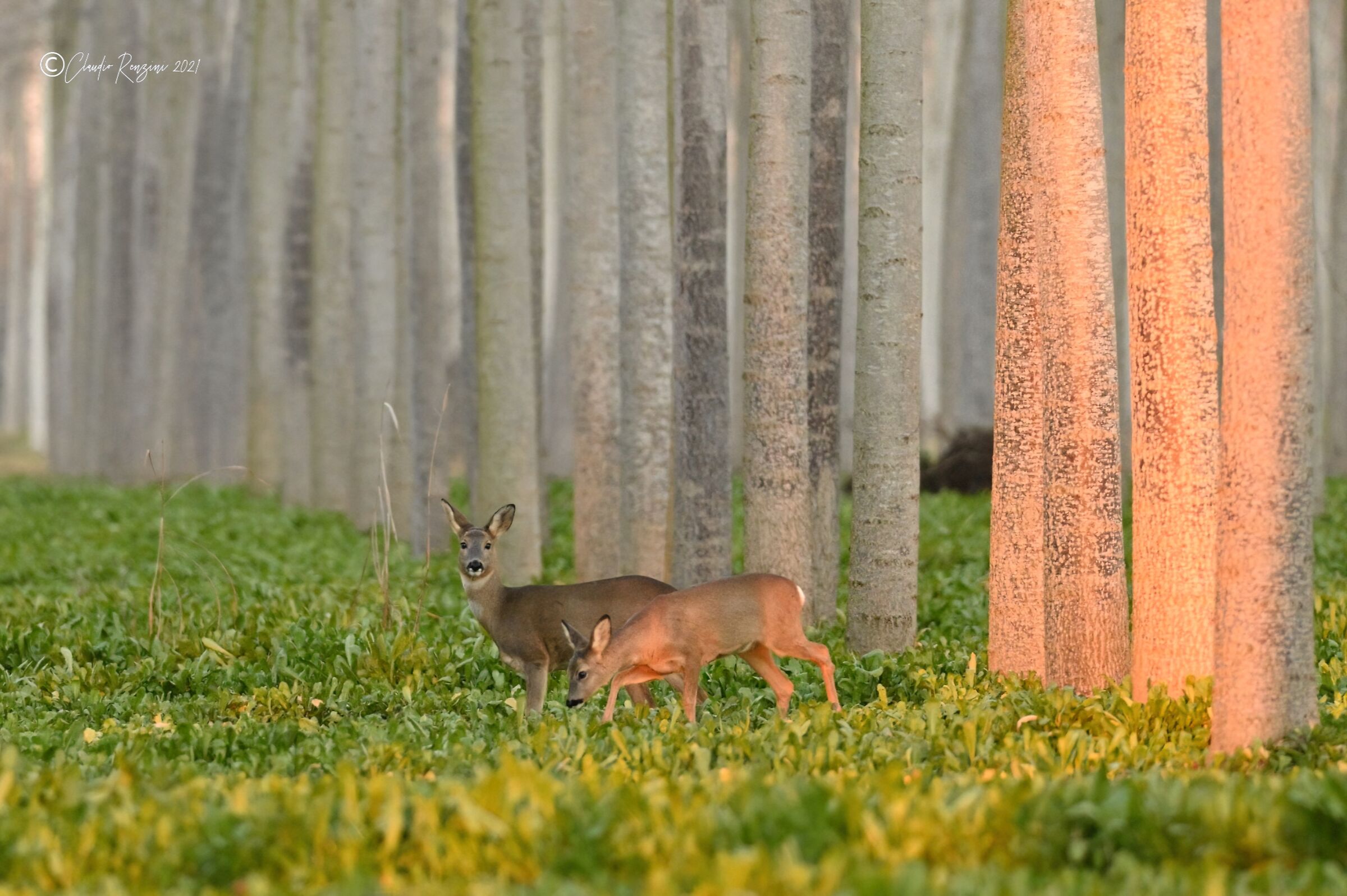 roe deer in poplar