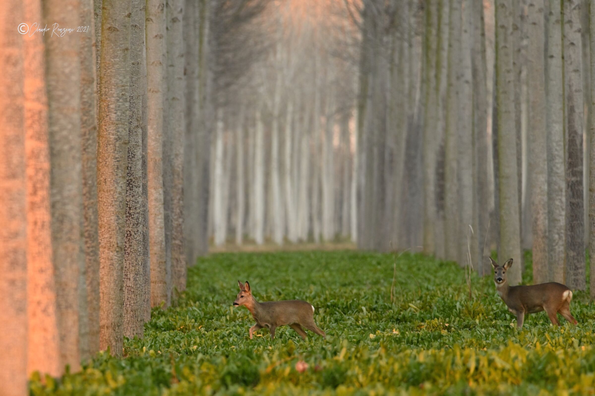roe deer in poplar