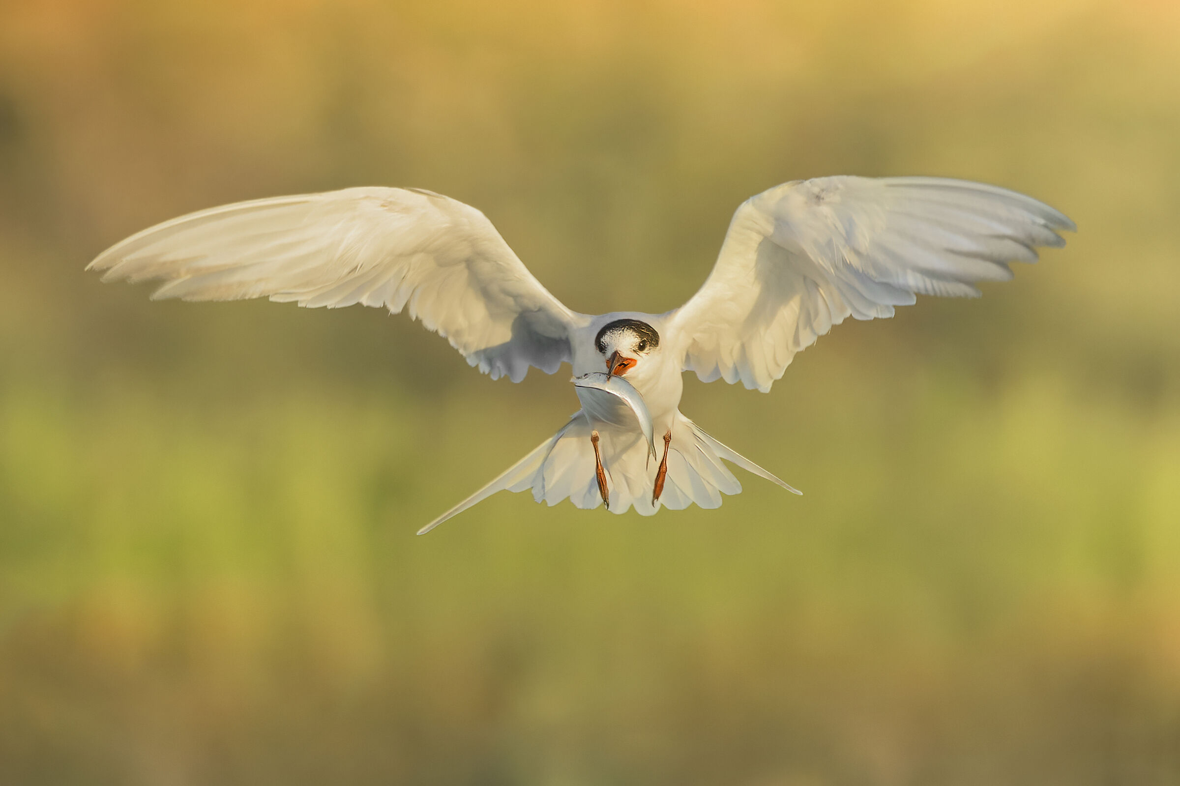 Common tern